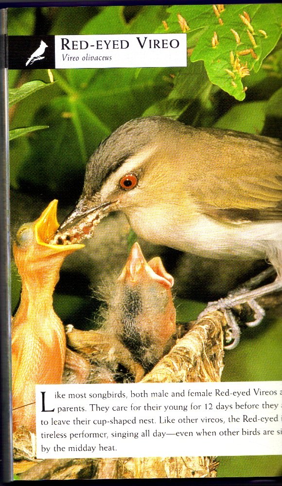 Birds (National Audubon Society First Field Guides) used book depot