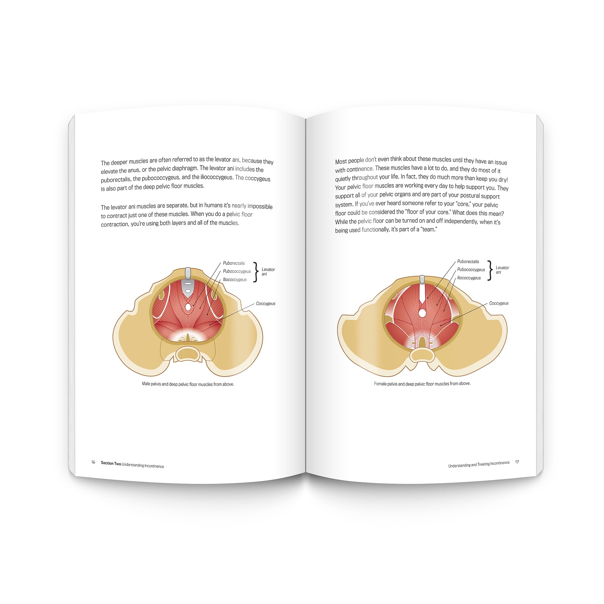 Understanding and Treating Incontinence: What Causes Urinary Incontinence and How to Regain Bladder Control used book depot
