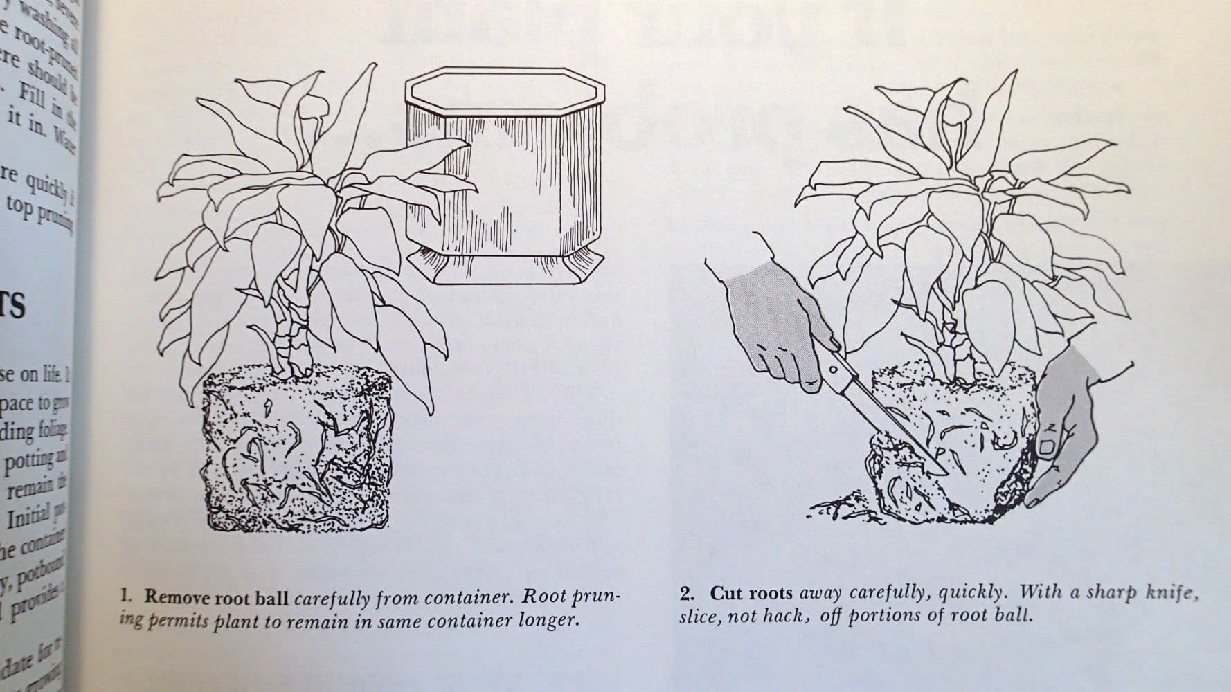 How to Grow House Plants used book depot