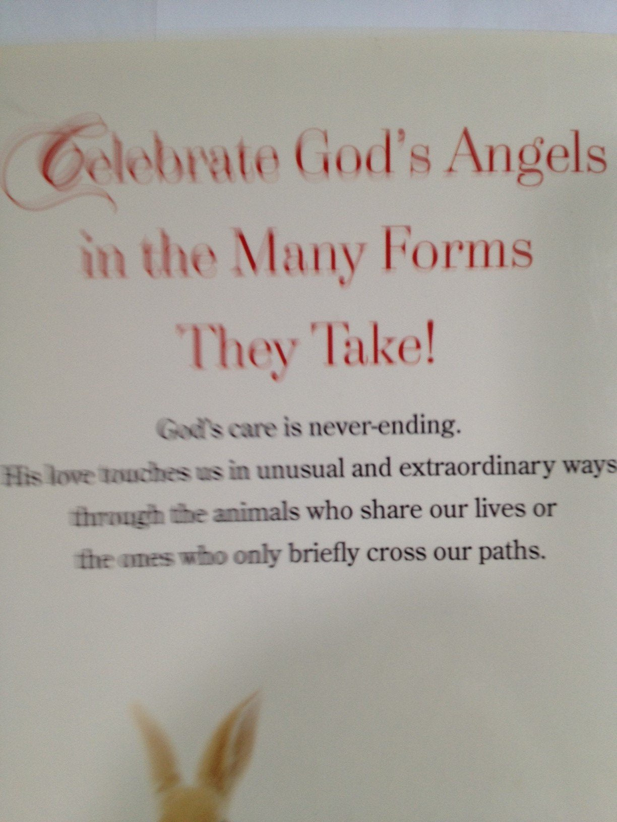 Angels in Disguise: When God Sends Animals to Comfort Us used book depot