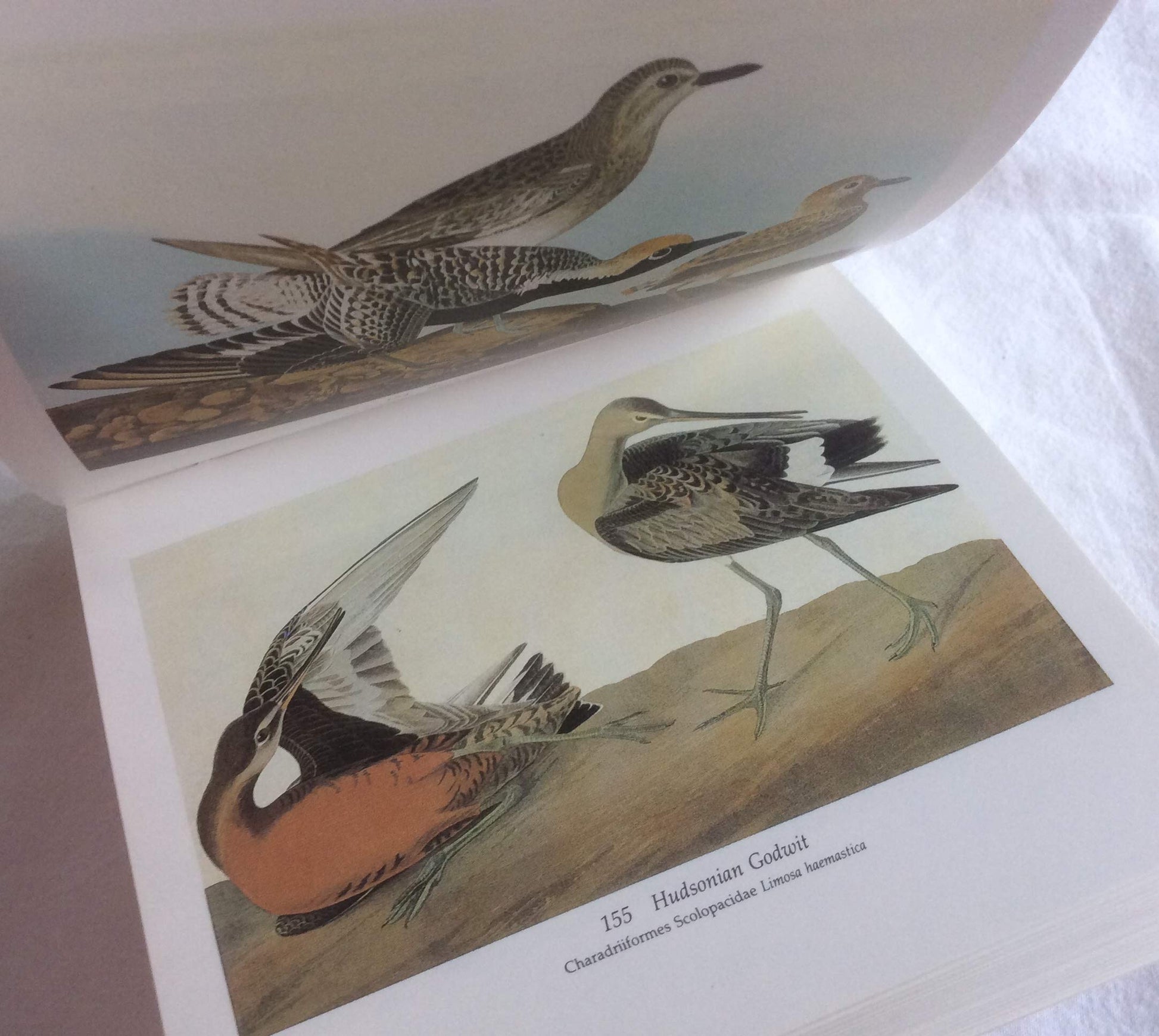 Audubon's Birds of America : The Audubon Society Baby Elephant Folio (Tiny Folios) used book depot