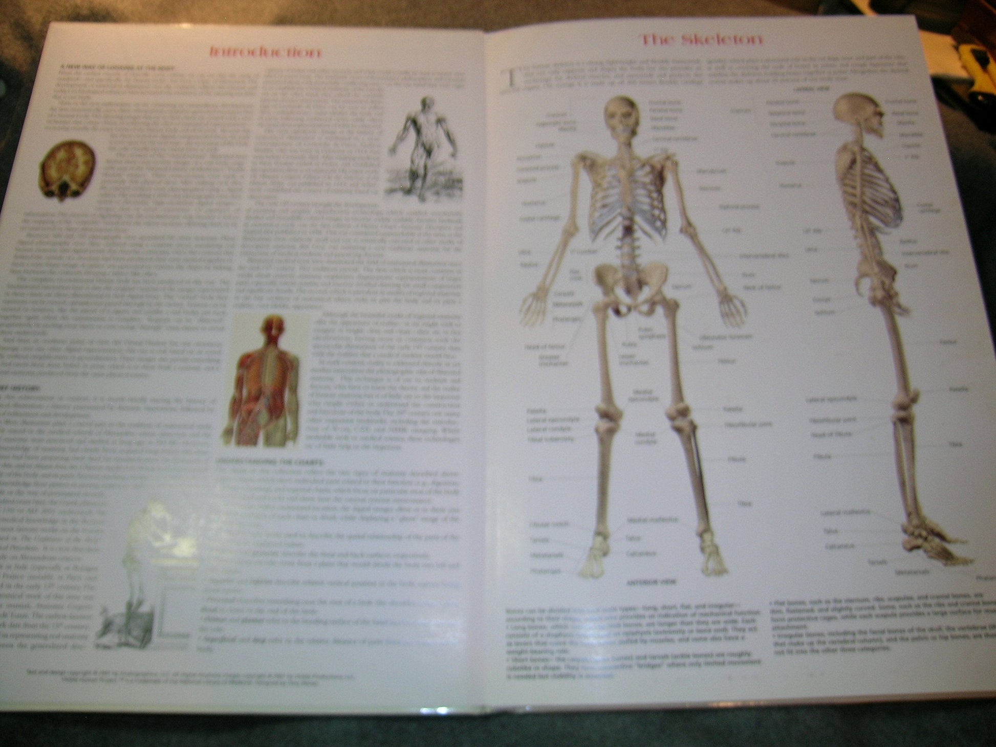Wallchart of Human Anatomy: 3 D Full-Body Images, Detailed System Charts used book depot