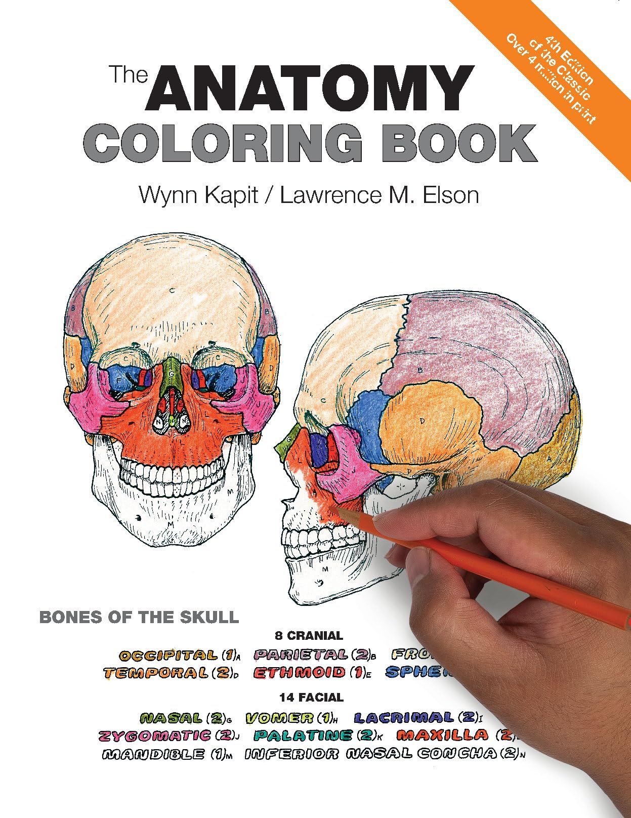 Anatomy Coloring Book, The used book depot