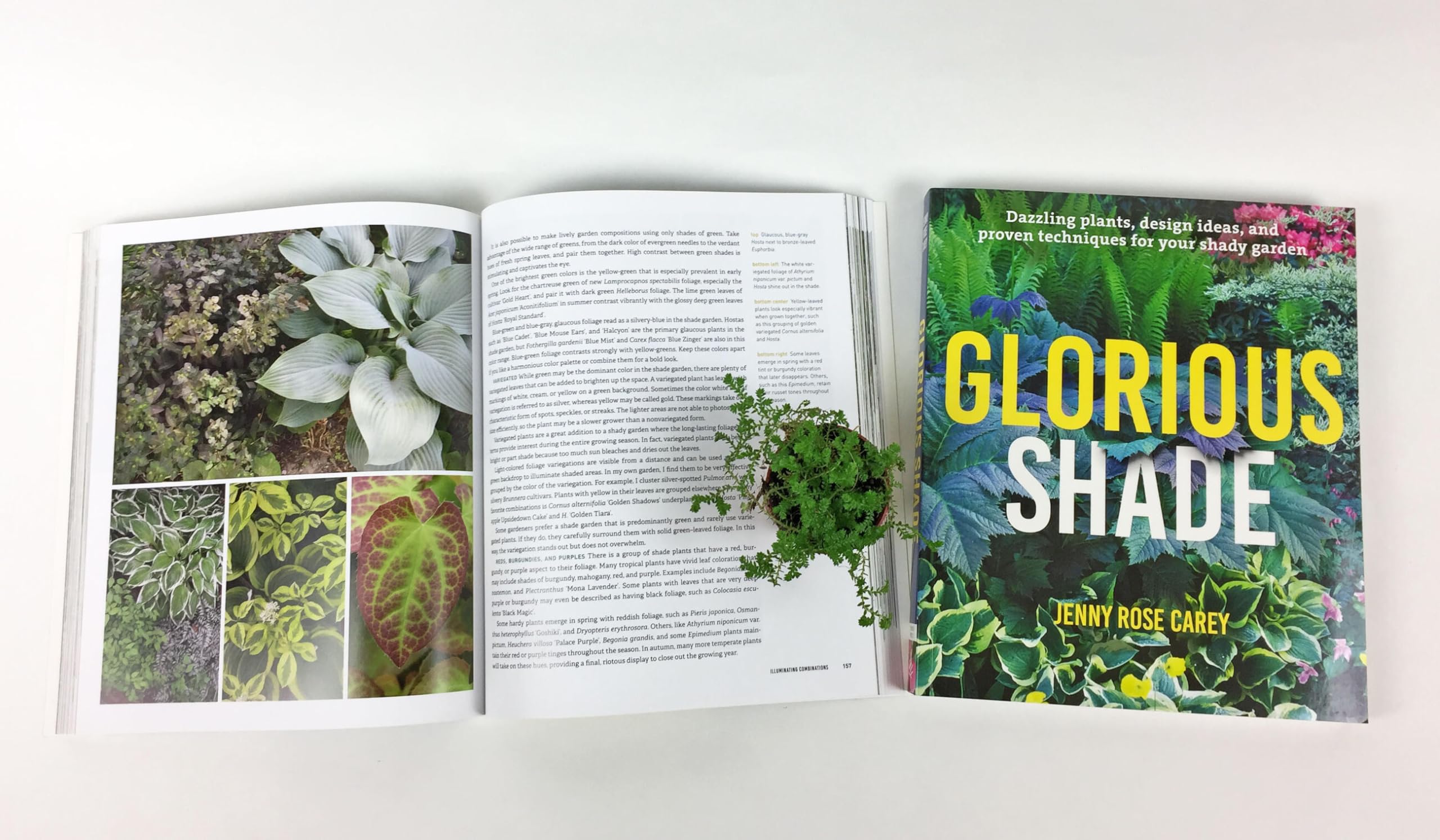 Glorious Shade: Dazzling Plants, Design Ideas, and Proven Techniques for Your Shady Garden