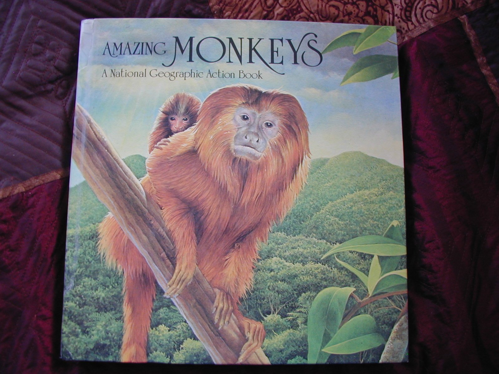 Pop-Up: Amazing Monkeys used book depot