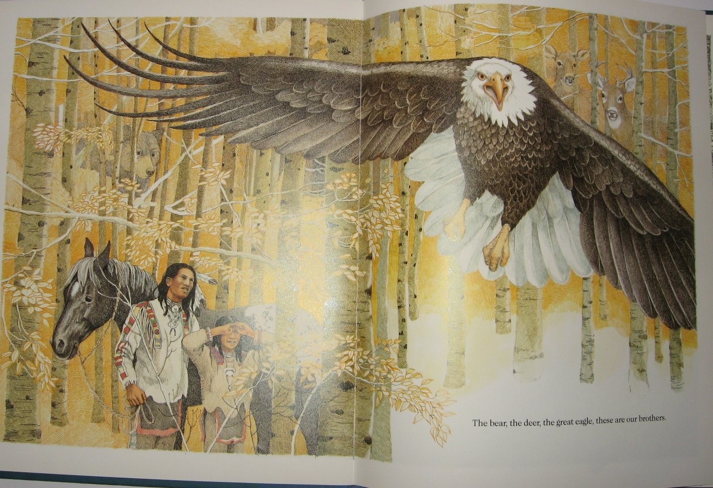 Brother Eagle, Sister Sky used book depot