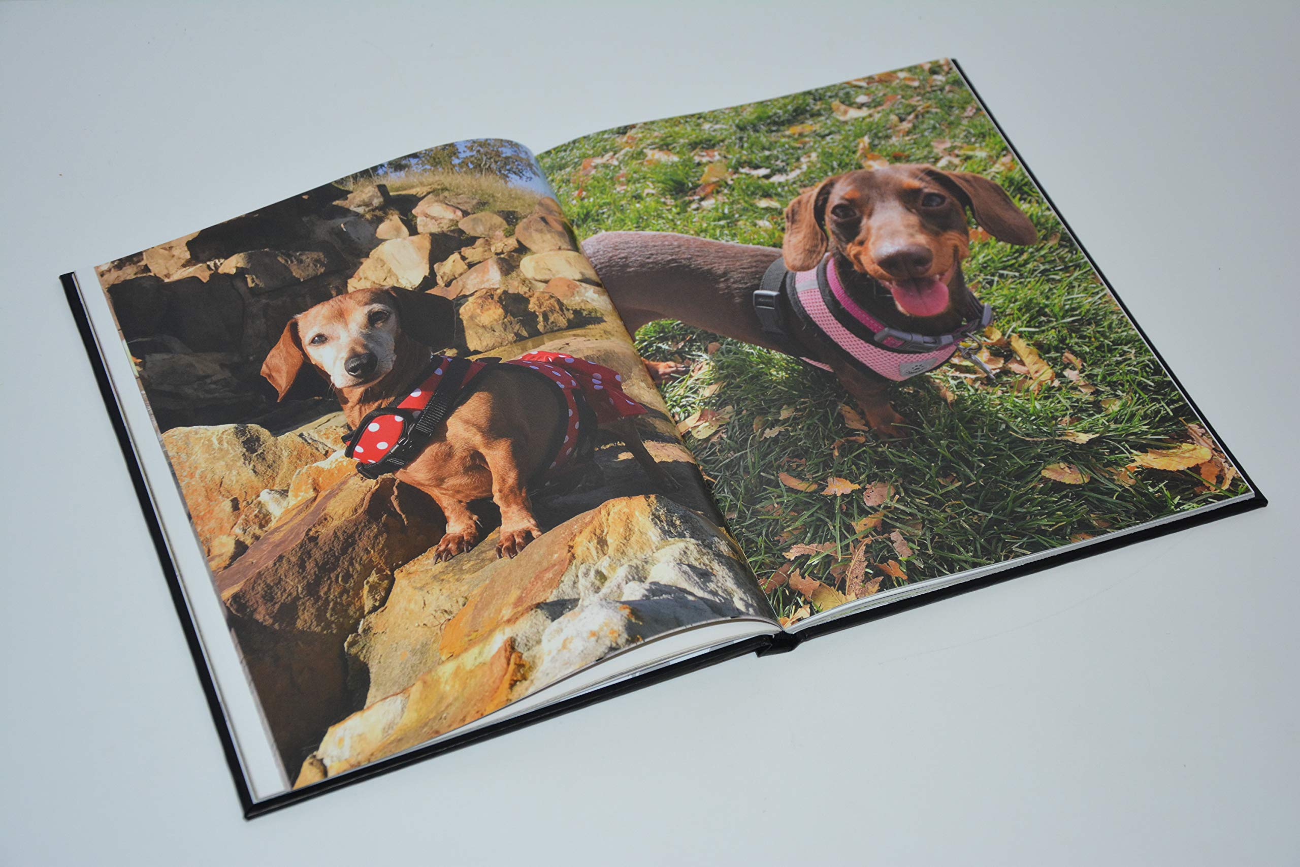 The Book of Dachshunds - Hardcover Dachshund Book used book depot