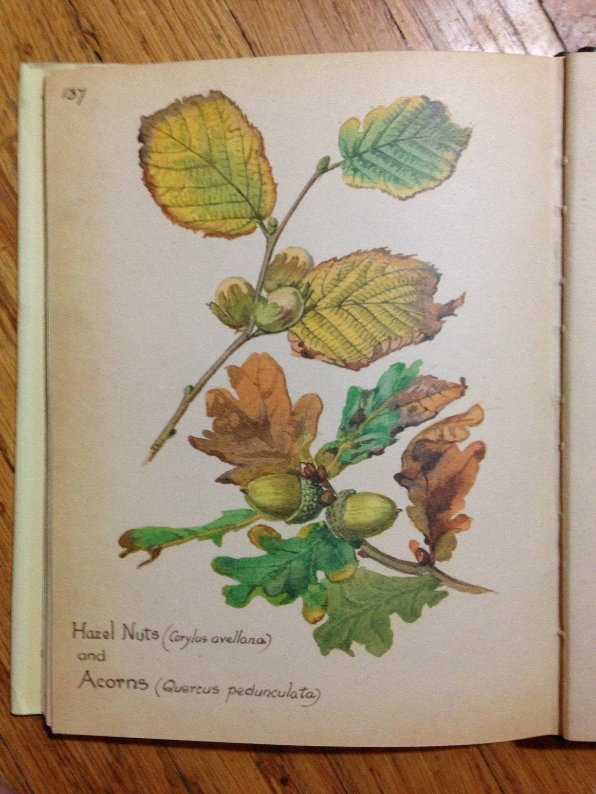 The Country Diary of an Edwardian Lady used book depot