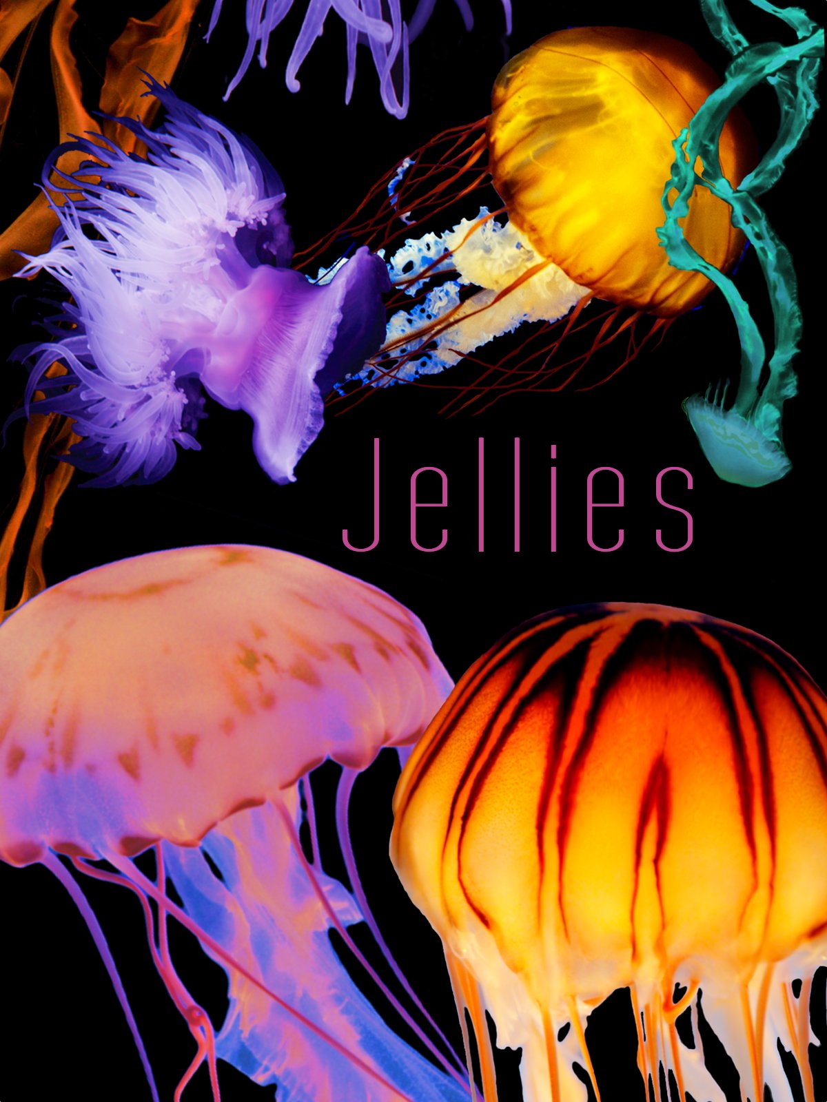 The Art of Nature: Jellies [DVD]