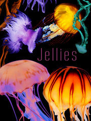 The Art of Nature: Jellies [DVD]