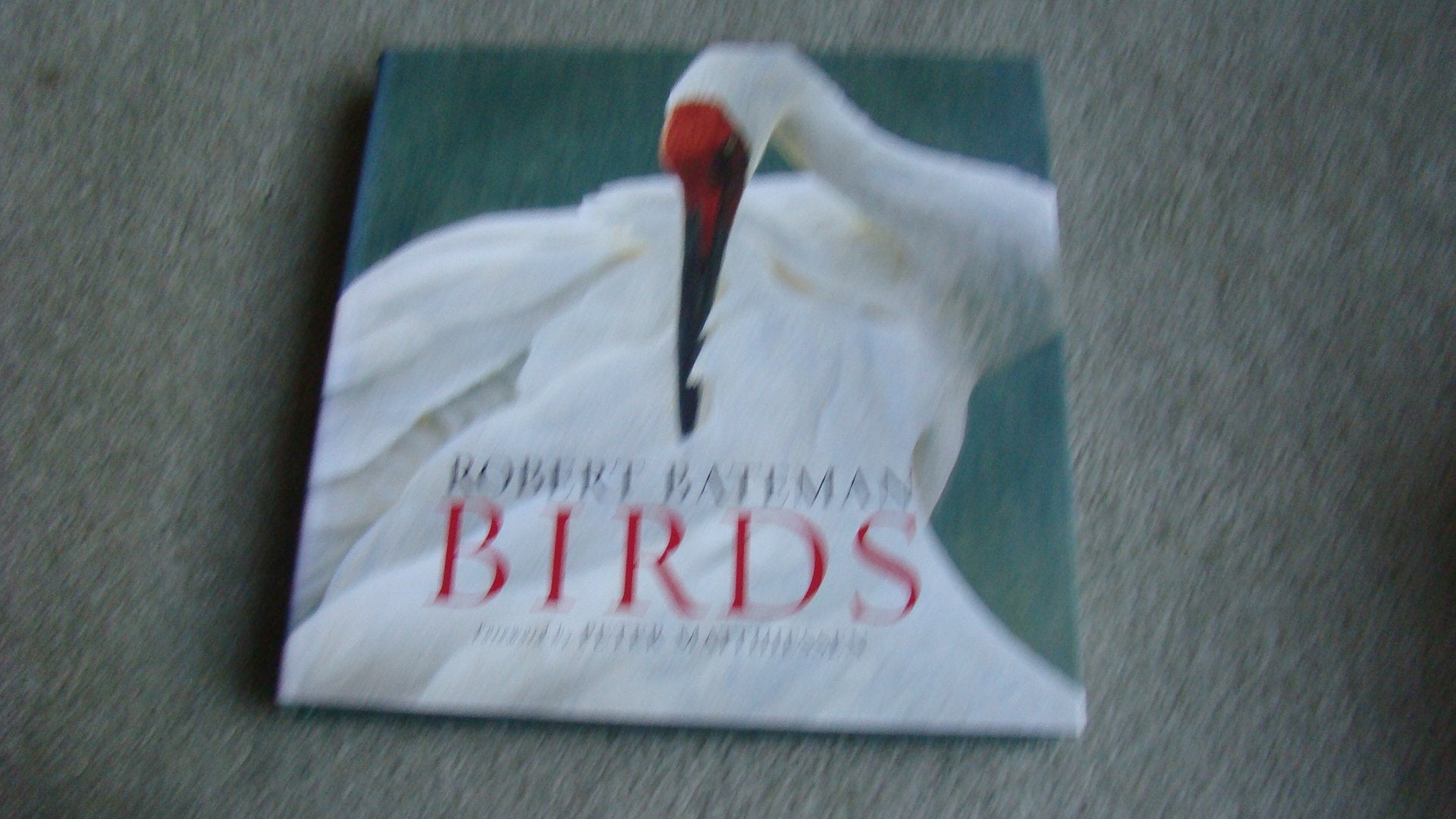 Birds