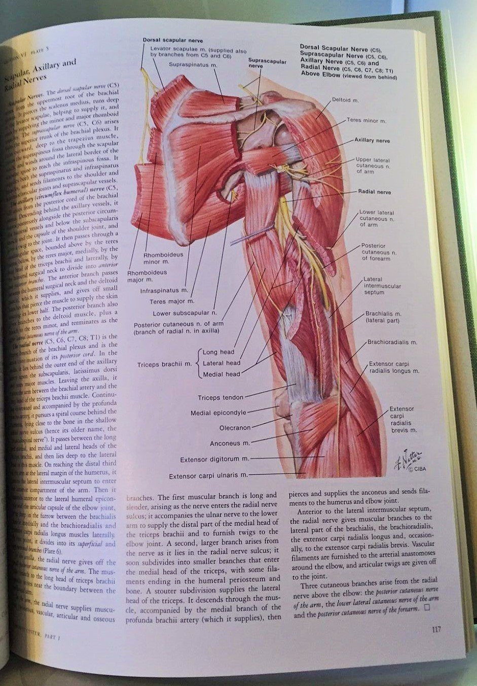 Nervous System, Part 1: Anatomy and Physiology (Ciba Collection of Medical Illustrations, Volume 1) used book depot