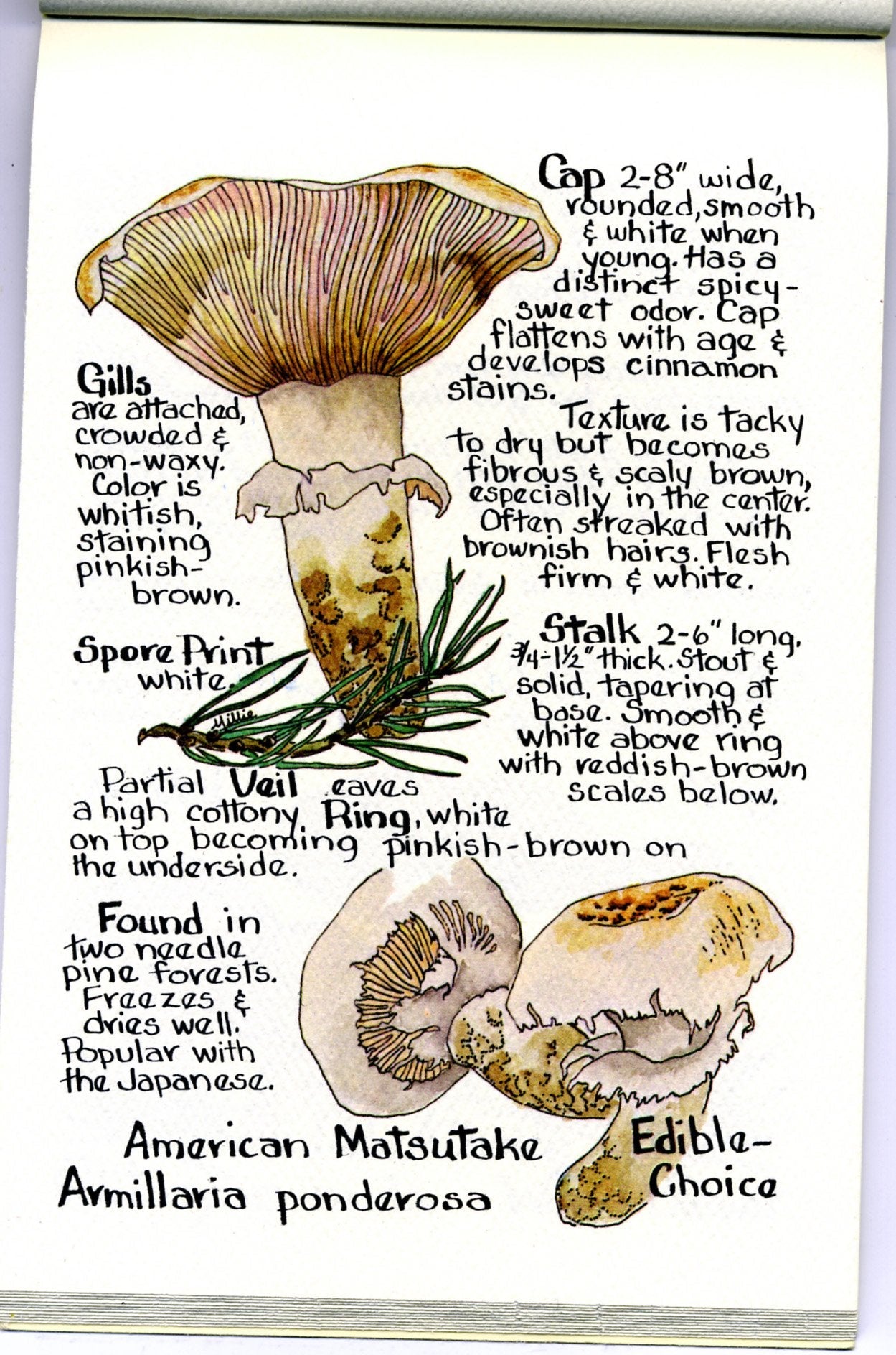 Chanterelle: A Rocky Mountain Mushroom Book used book depot
