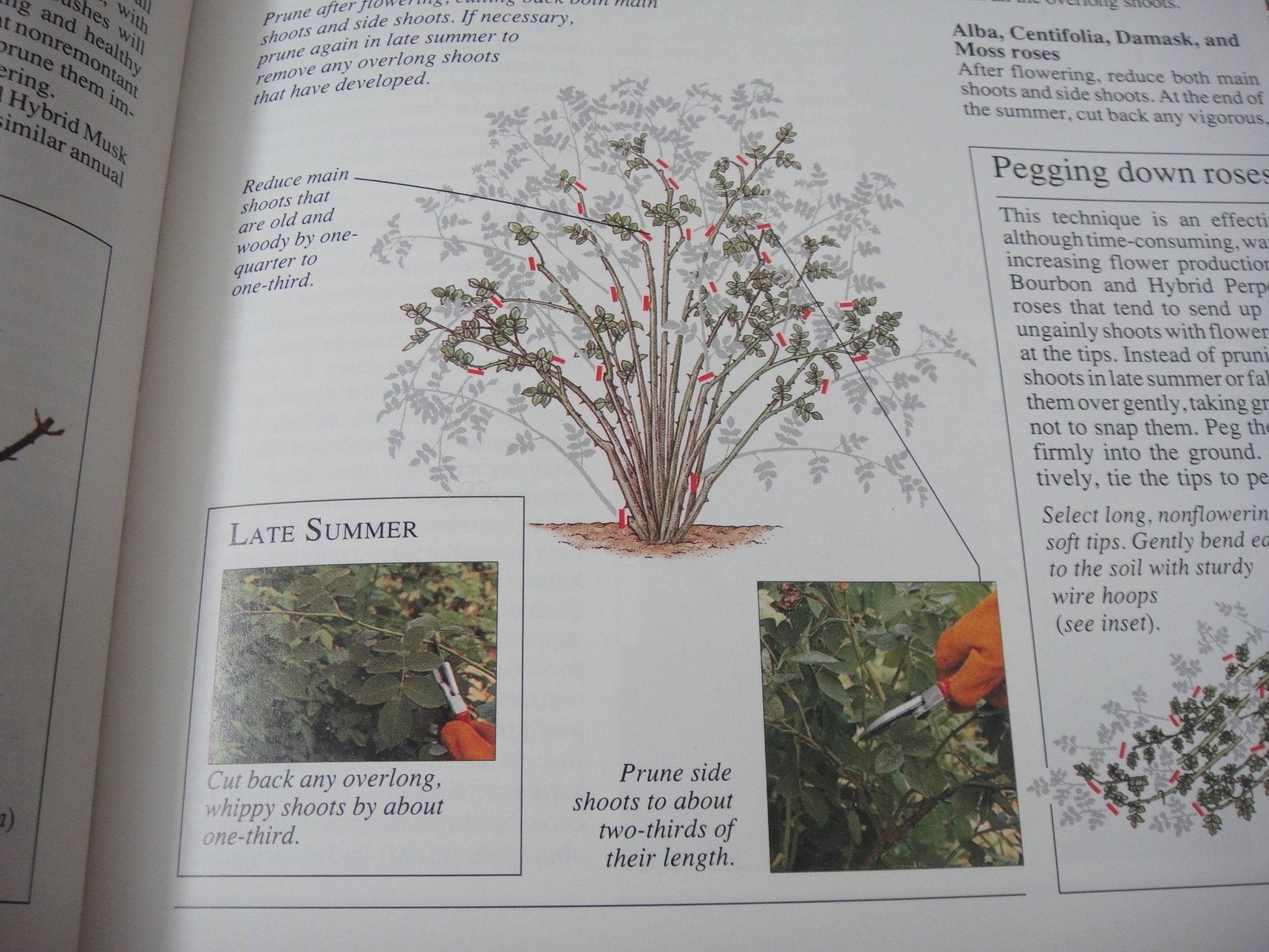 American Horticultural Society Encyclopedia of Gardening used book depot