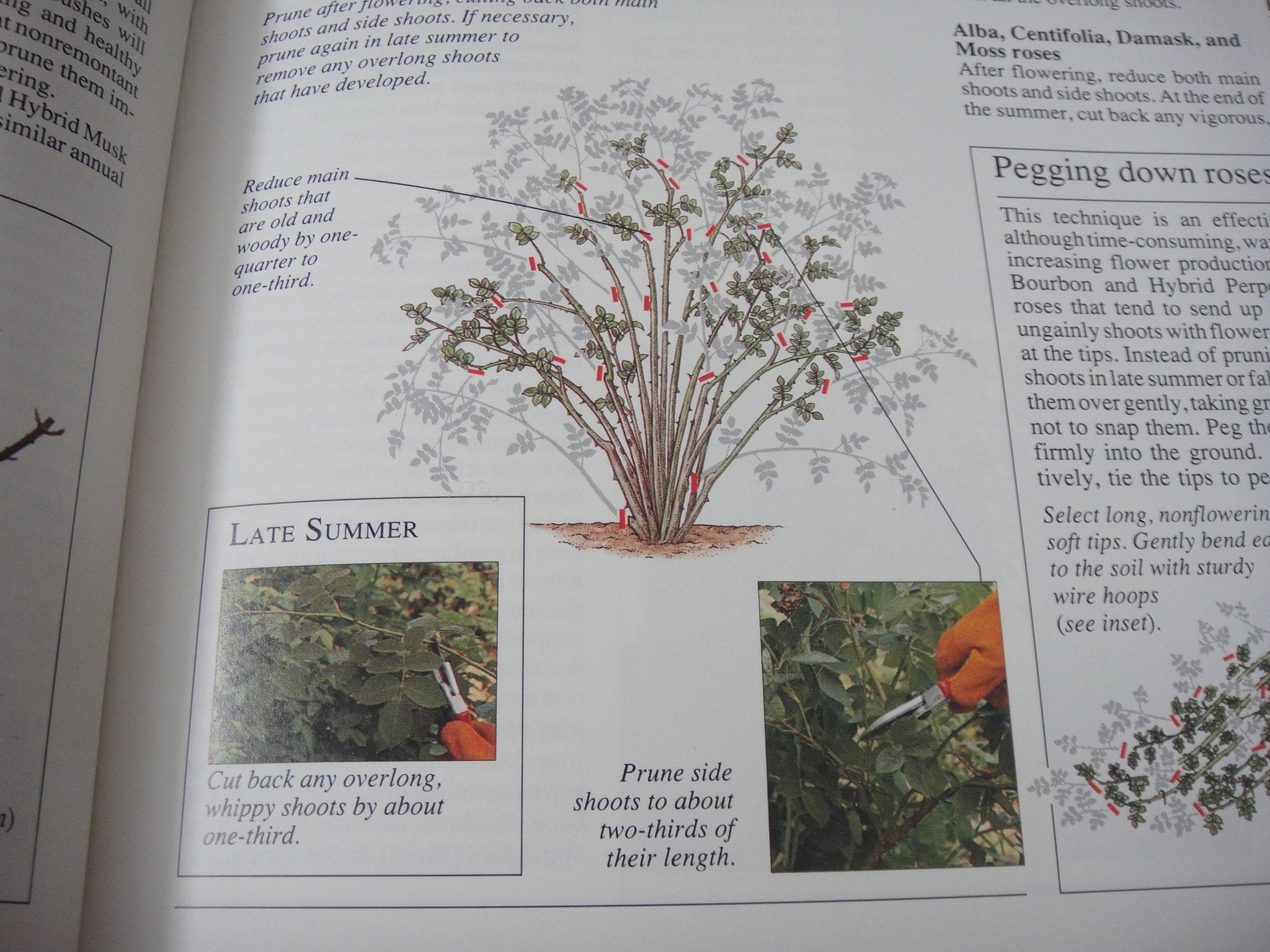 American Horticultural Society Encyclopedia of Gardening used book depot