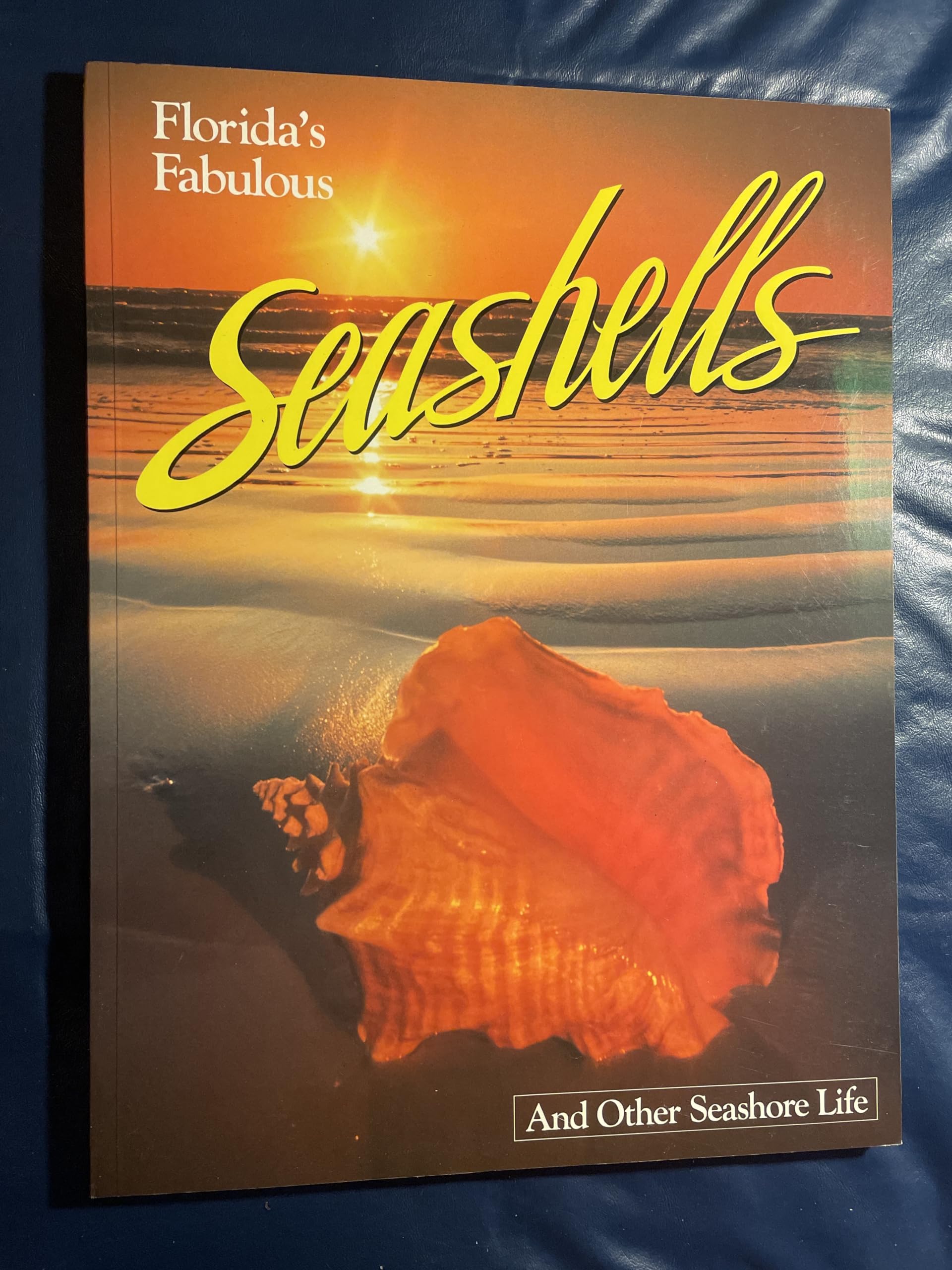 Florida's Fabulous Seashells: And Other Seashore Life used book depot