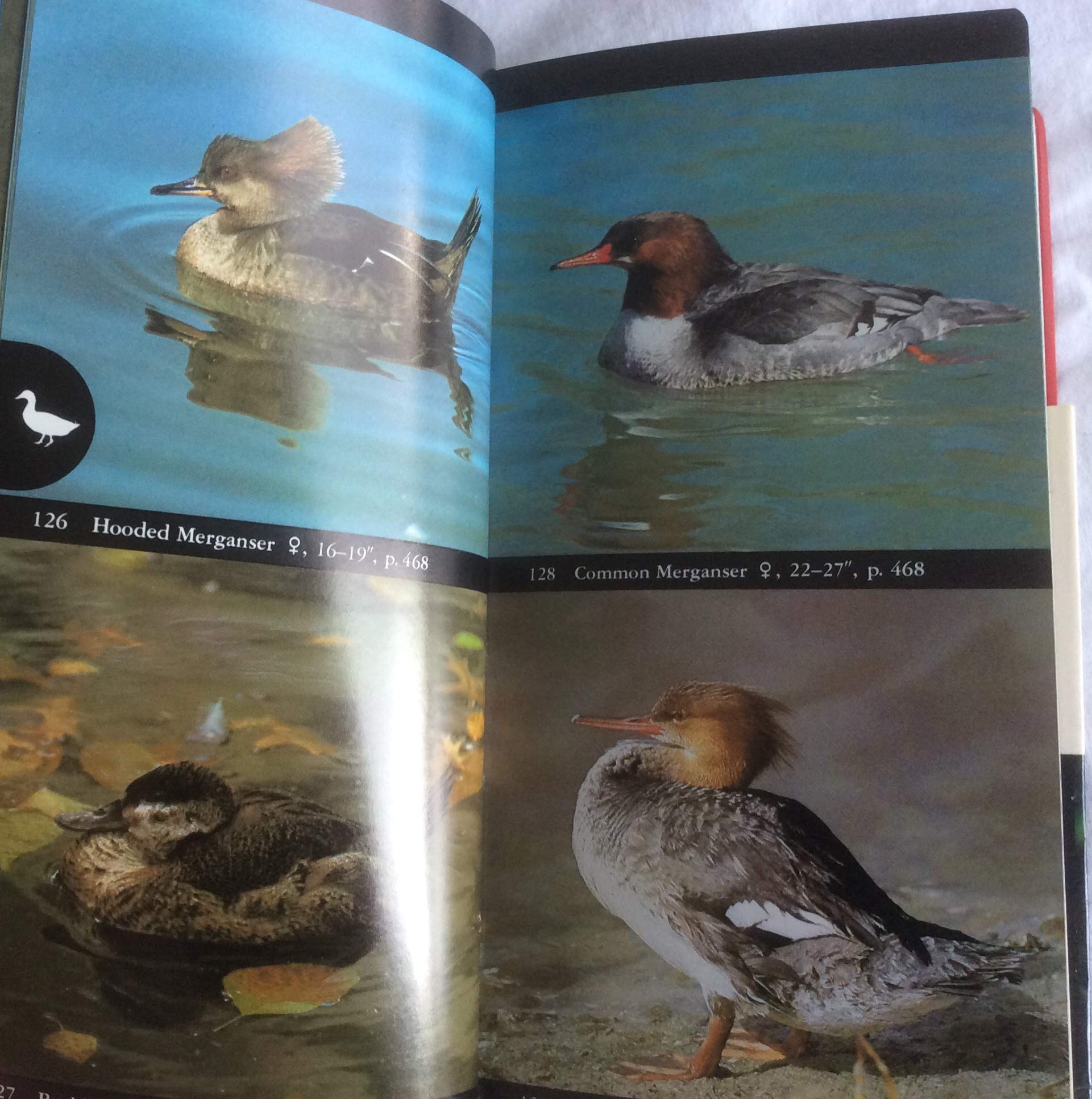 The Audubon Society Field Guide to North American Birds: Western Region (Audubon Society Field Guide Series) used book depot