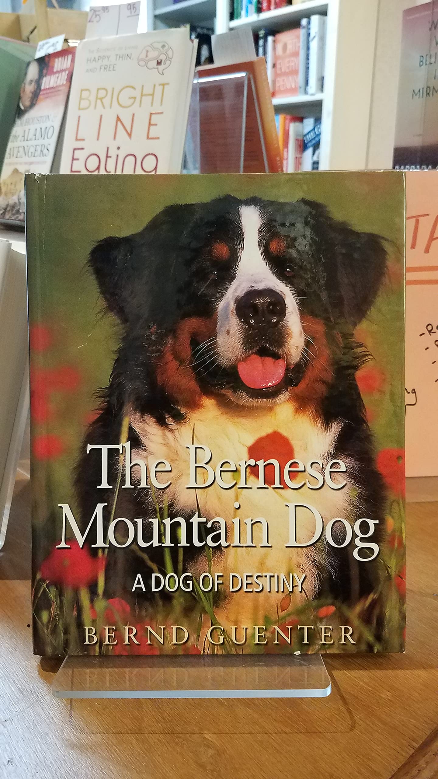 The Bernese Mountain Dog: A Dog of Destiny used book depot