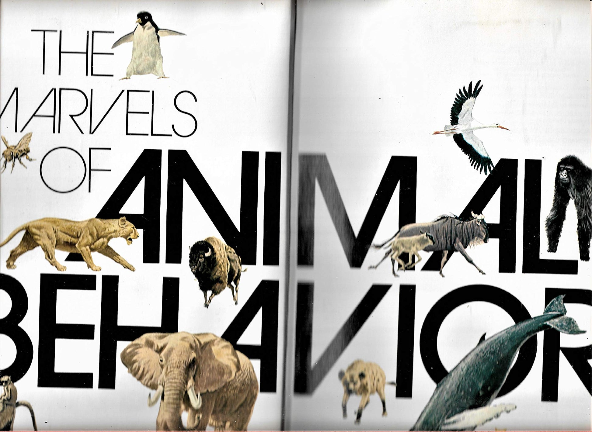 The Marvels of Animal Behavior. used book depot