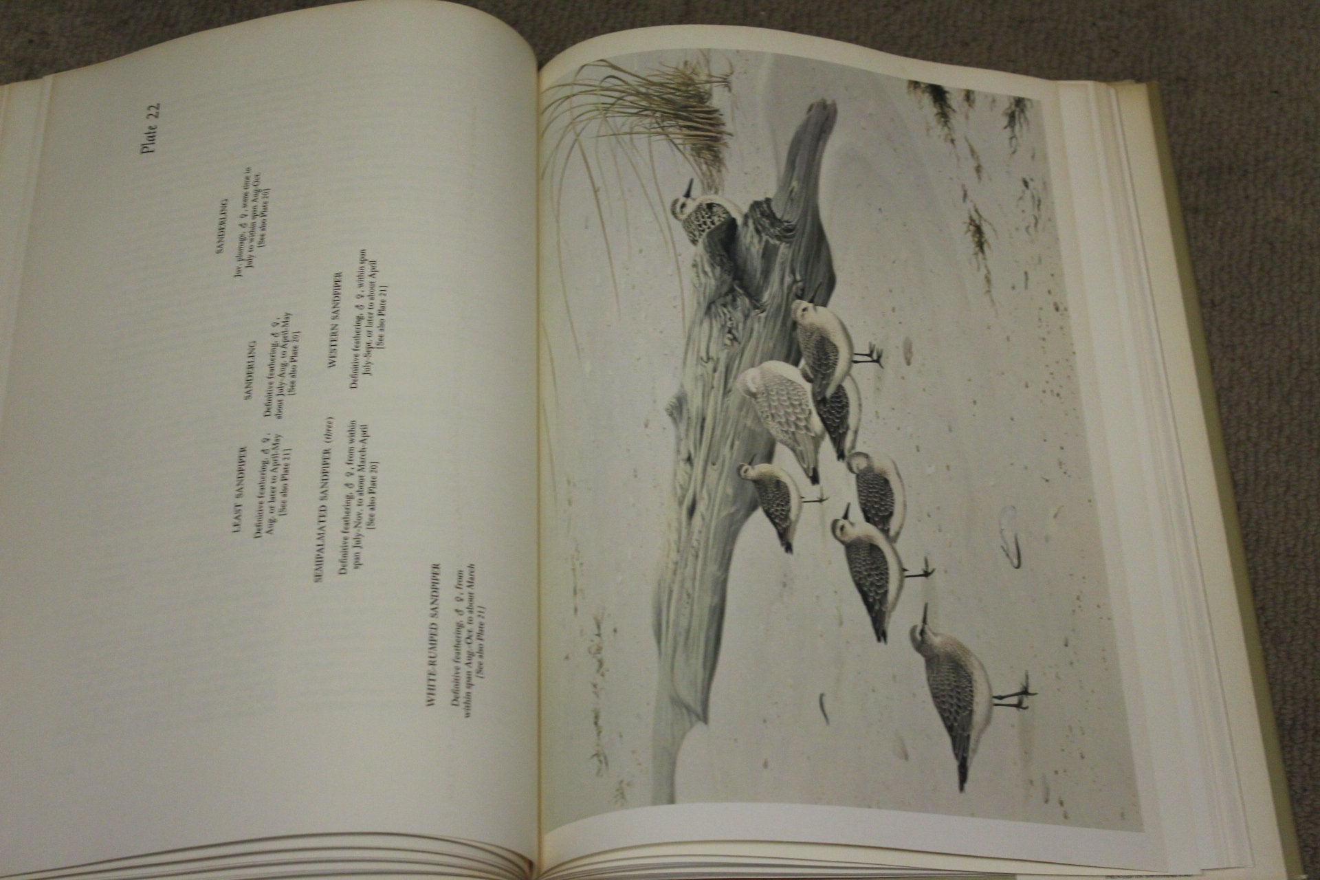 The Shorebirds of North America.