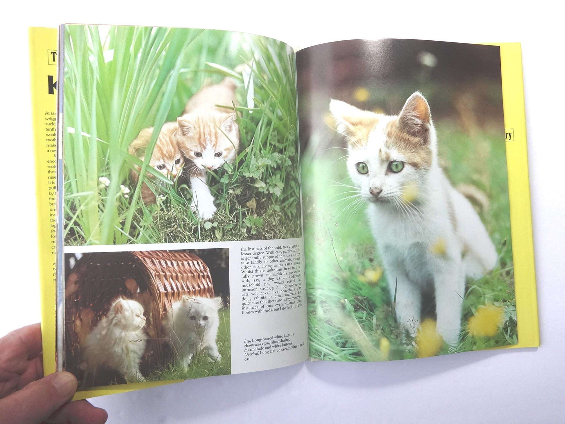 Kittens (Color Nature Library) used book depot