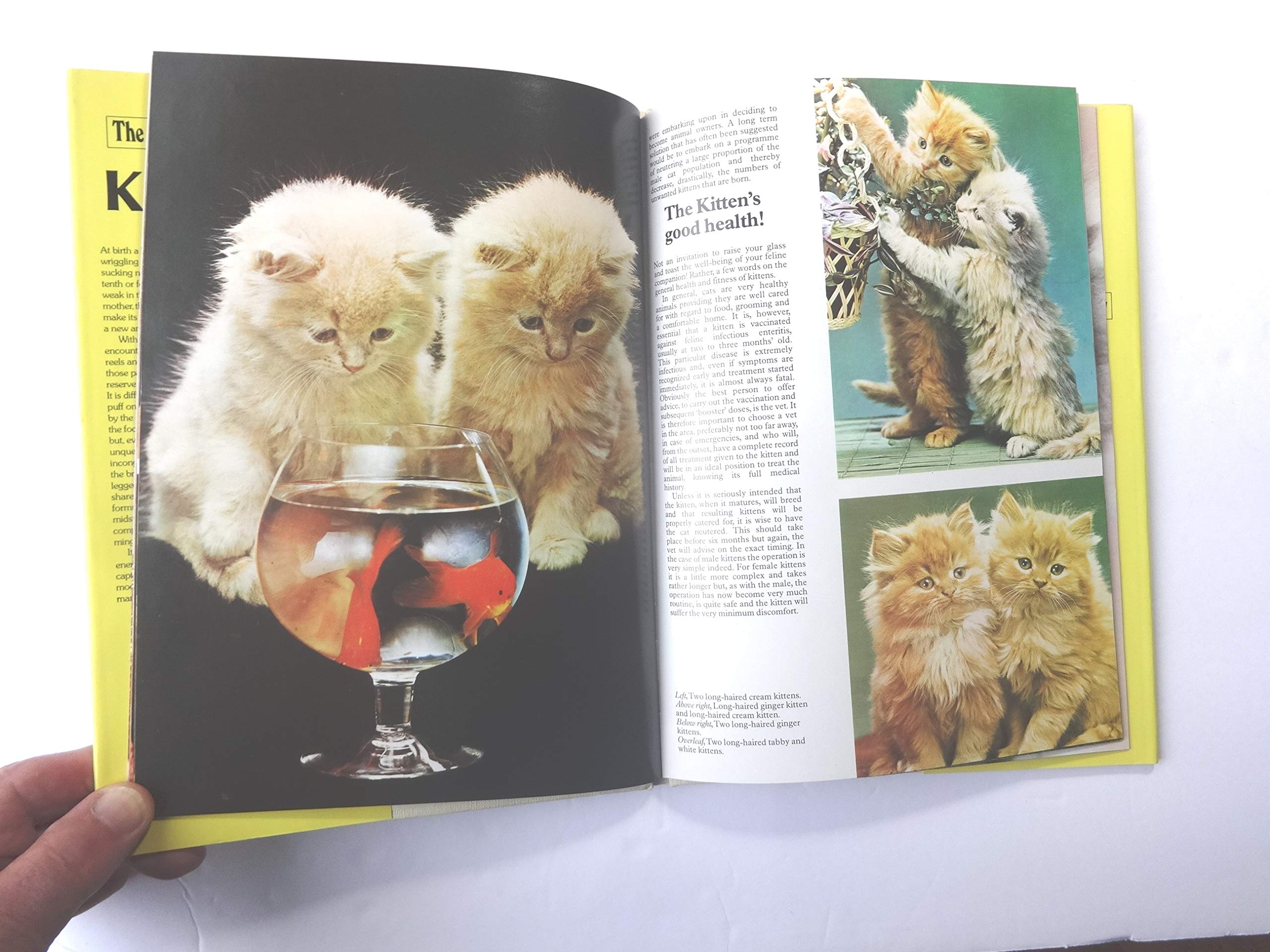 Kittens (Color Nature Library) used book depot