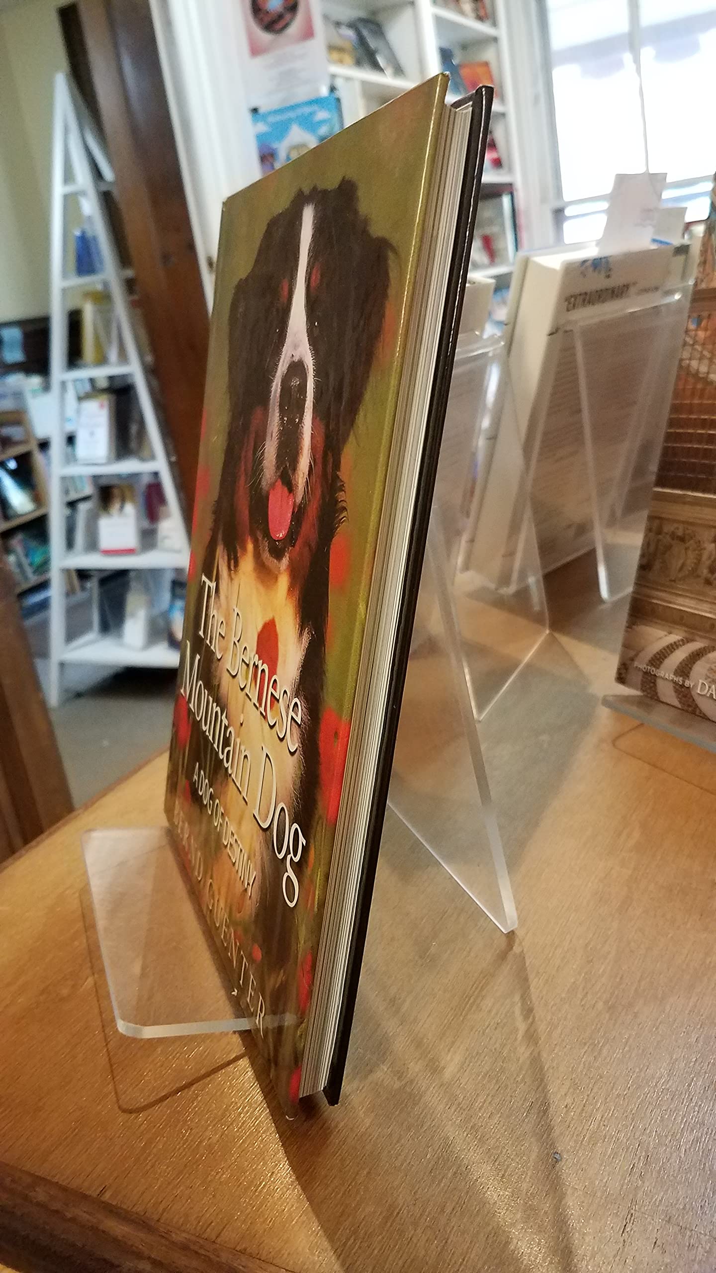 The Bernese Mountain Dog: A Dog of Destiny used book depot