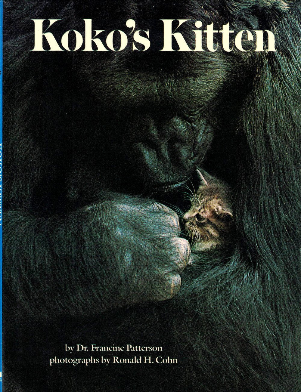 Koko's Kitten used book depot