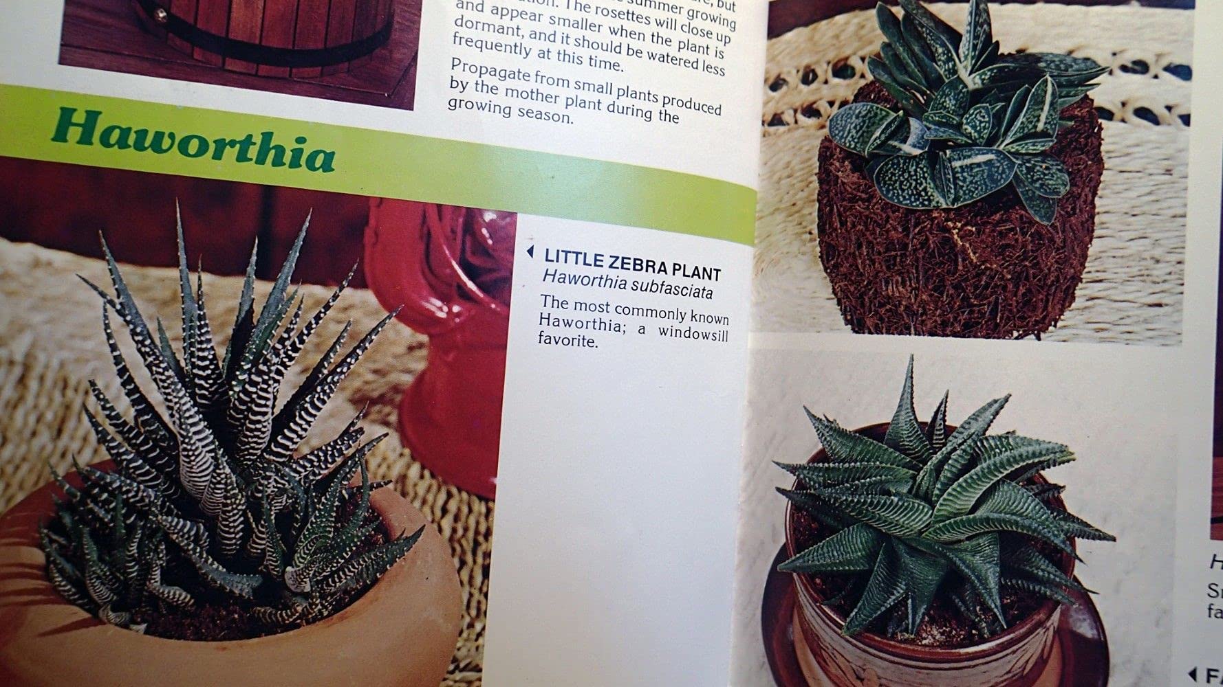 Cacti & Succulents for Modern Living used book depot
