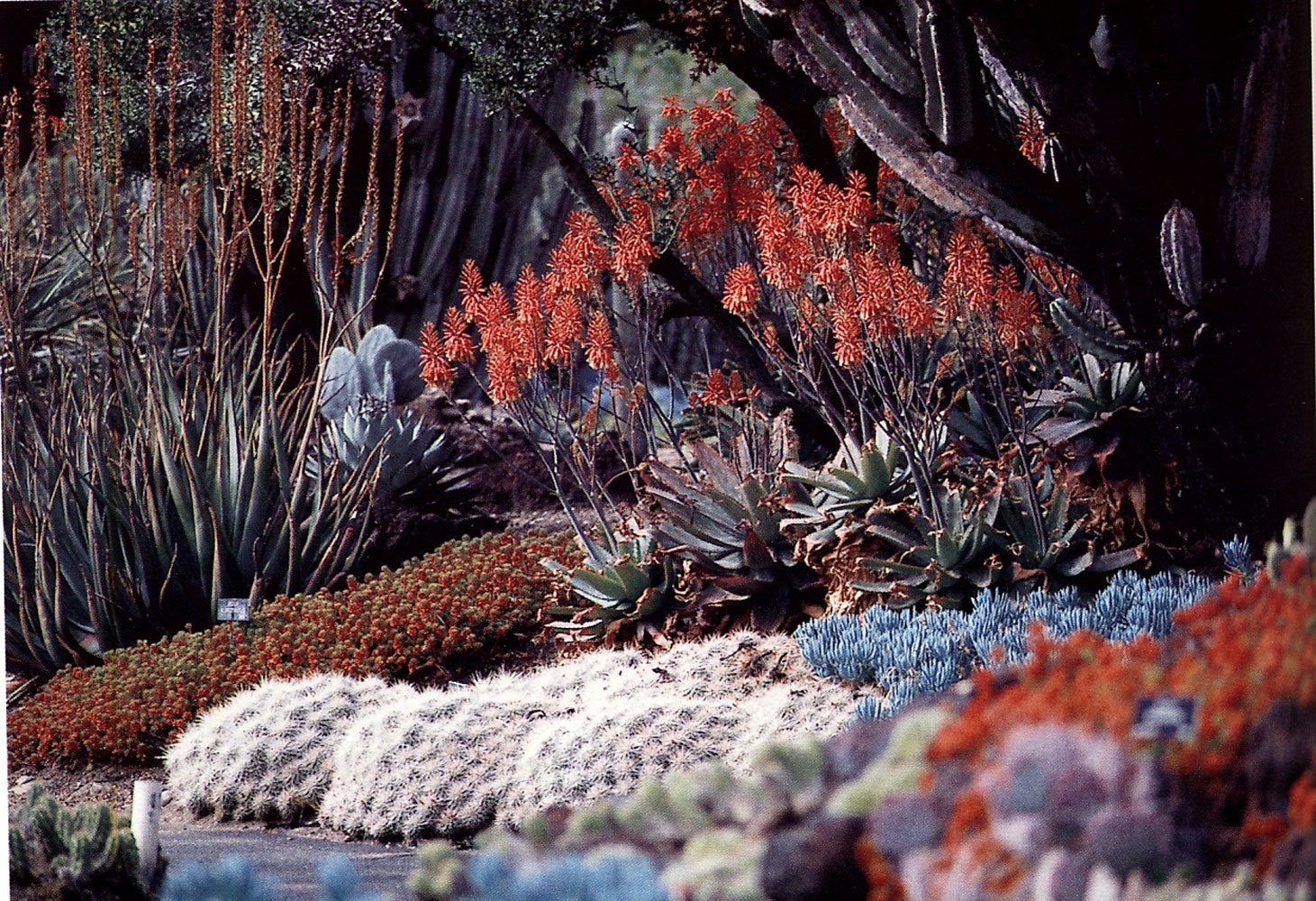 AMERICAN GARDEN GUIDES: Dry Climate Gardening with Succulents used book depot