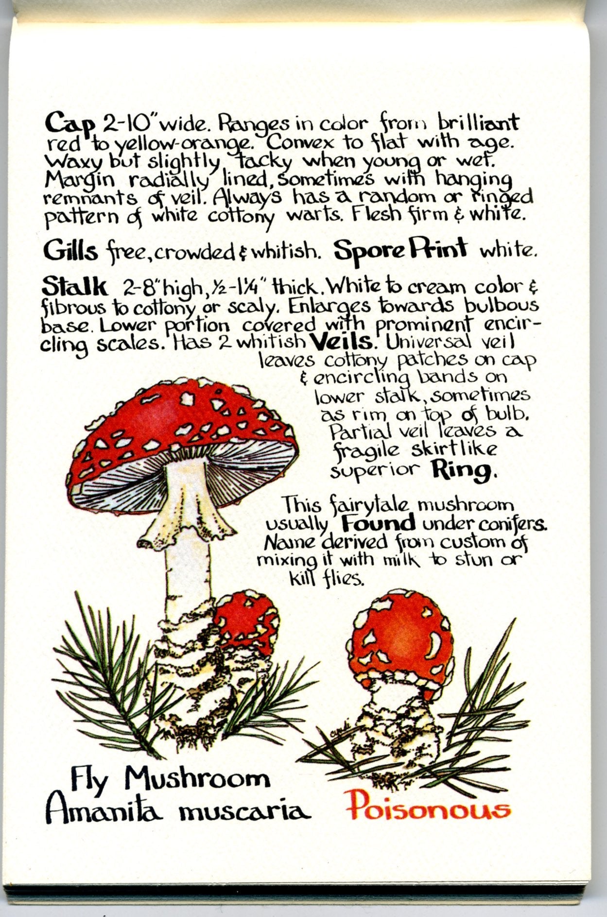 Chanterelle: A Rocky Mountain Mushroom Book used book depot
