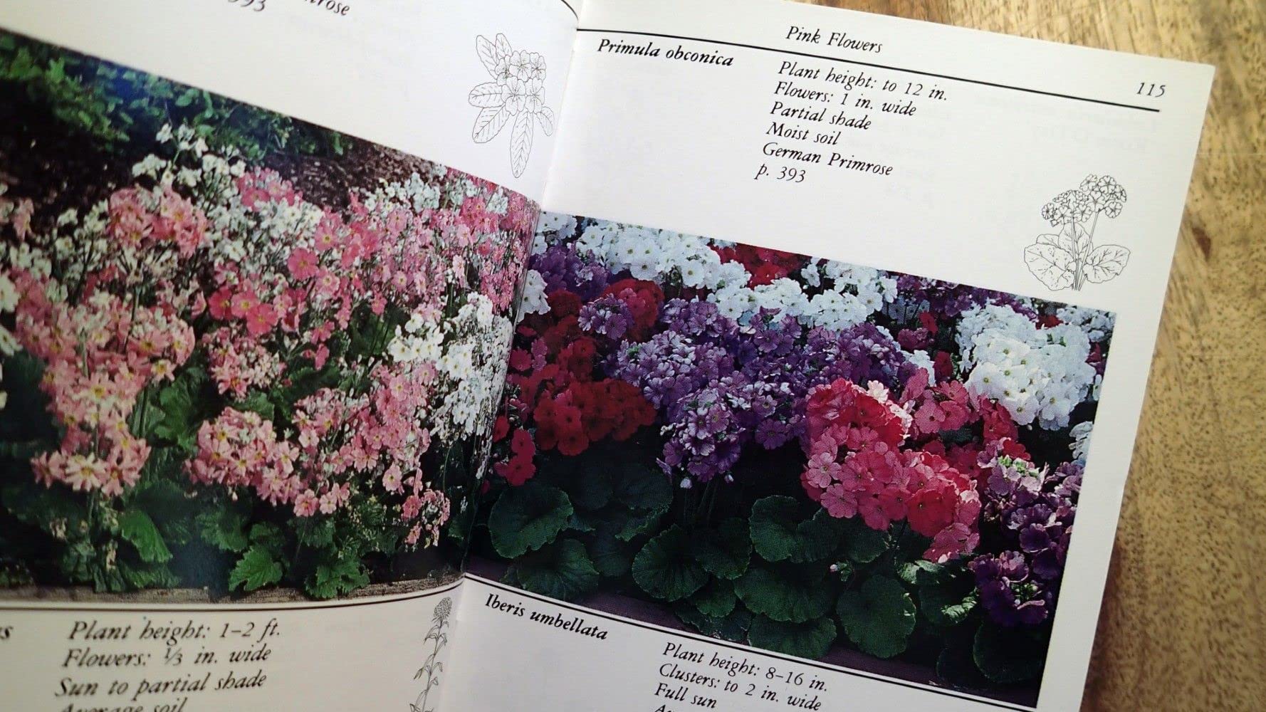 Taylor's Guide to Annuals (Taylor's Guide to Gardening) used book depot