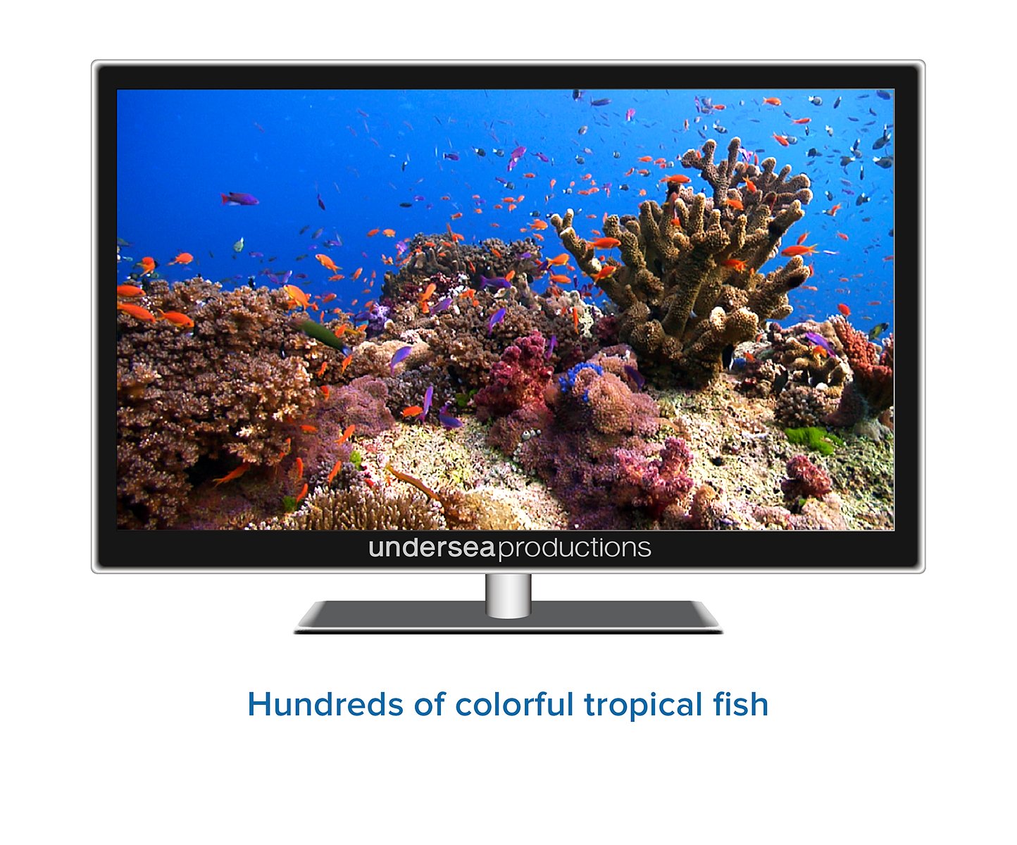 Reefscapes: Nature's Aquarium DVD, nature video of tropical fish and coral reefs filmed in the ocean, for relaxation and ambience used book depot