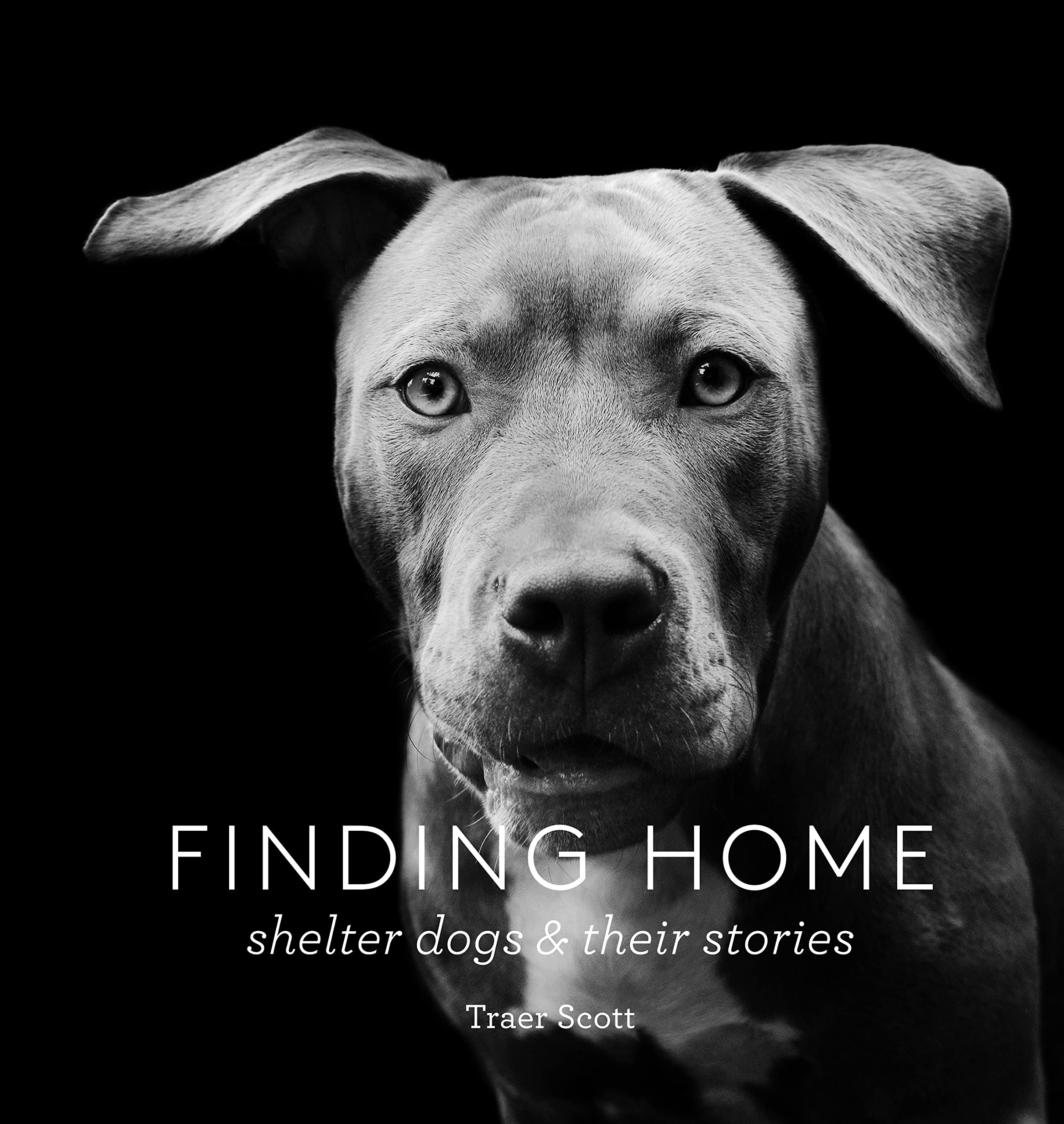 Finding Home: Shelter Dogs and Their Stories used book depot