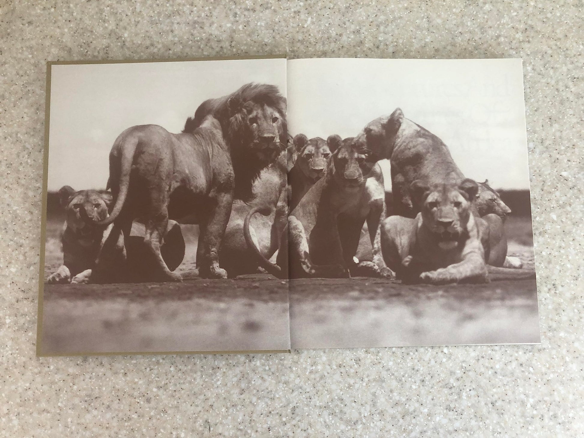 The Adventures and Misadventures of Peter Beard in Africa used book depot