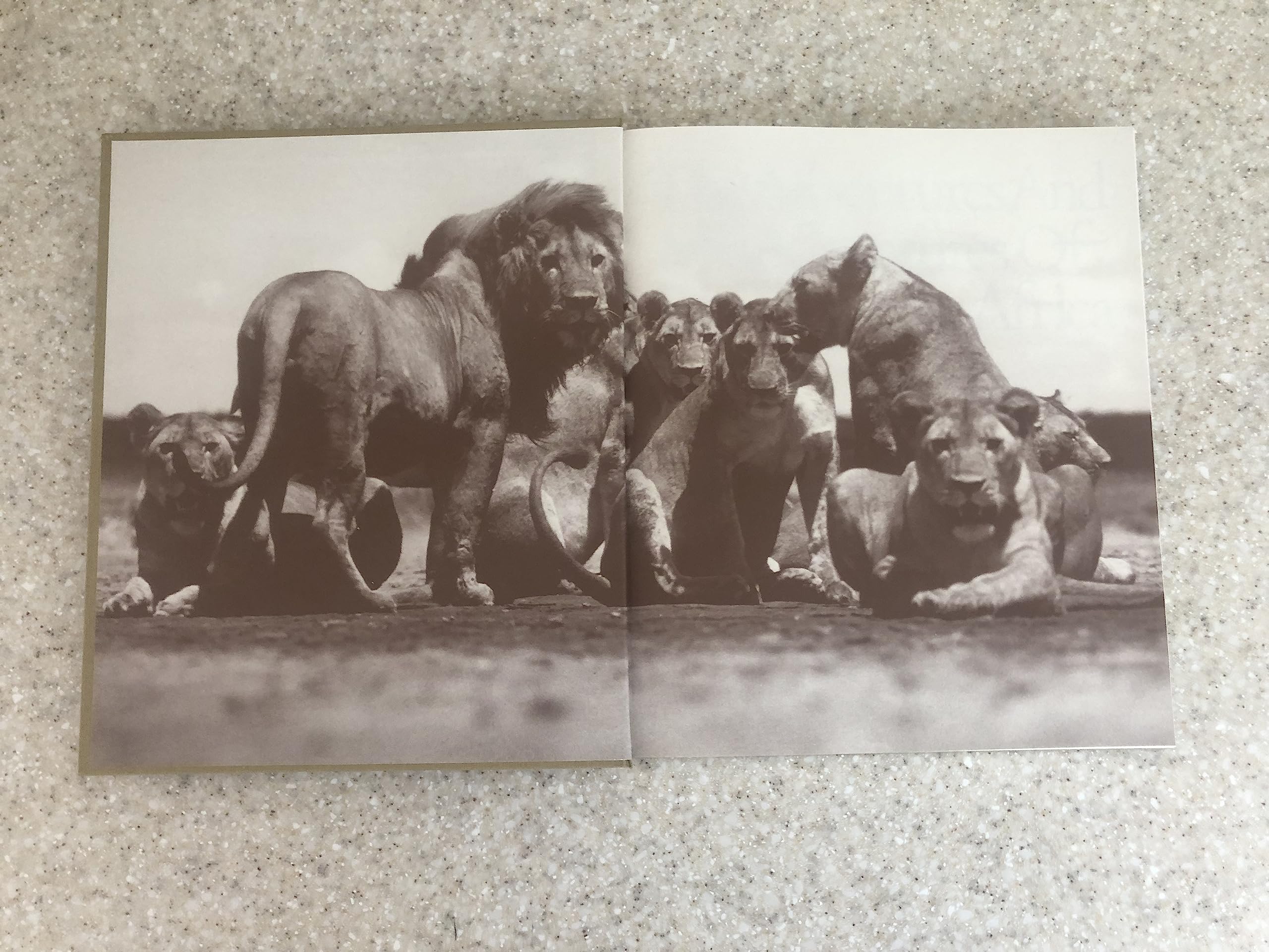 The Adventures and Misadventures of Peter Beard in Africa used book depot