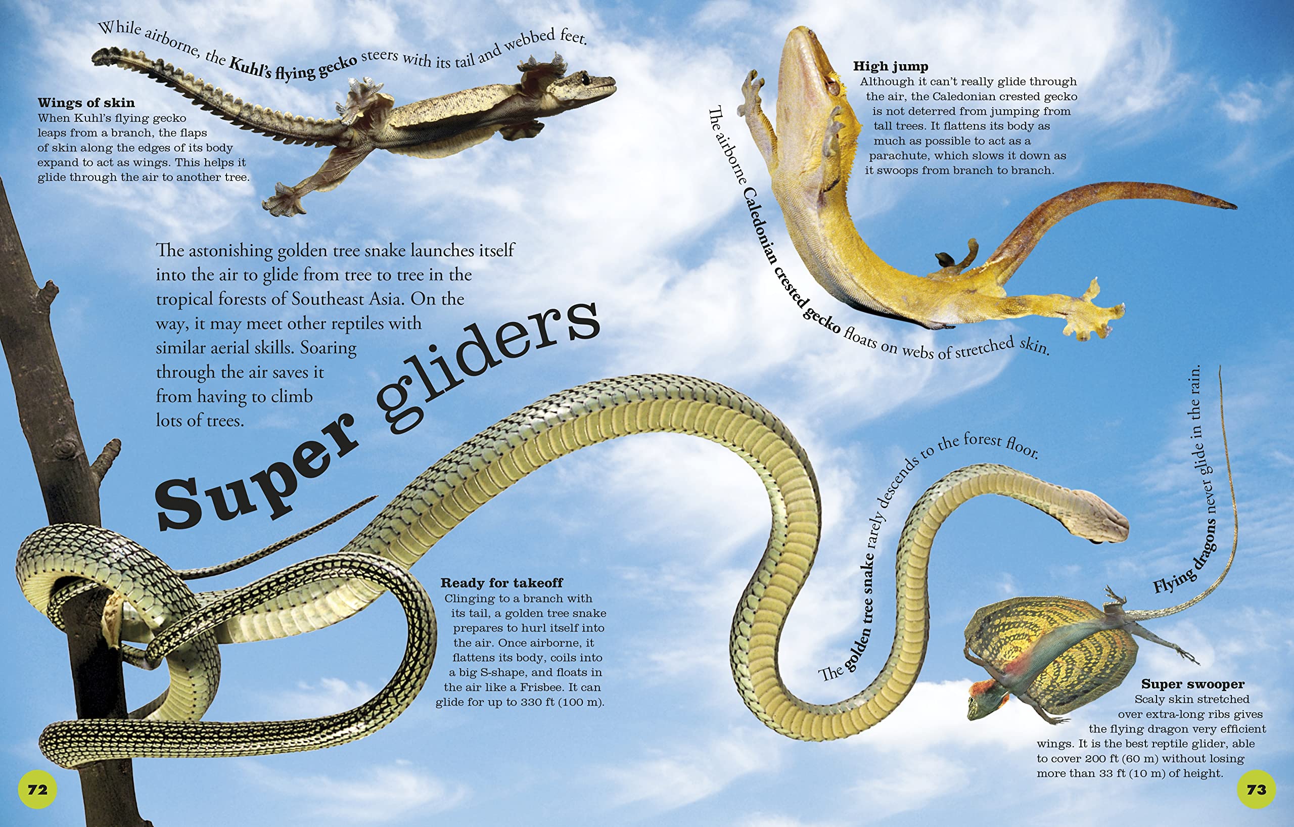 Everything You Need to Know About Snakes used book depot