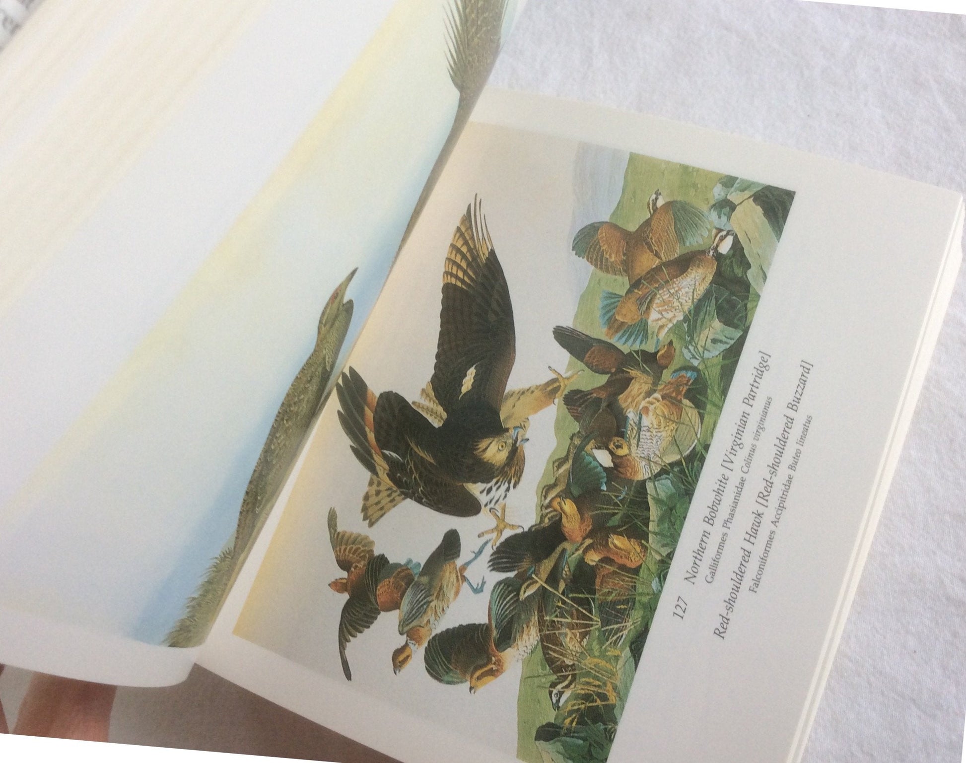 Audubon's Birds of America : The Audubon Society Baby Elephant Folio (Tiny Folios) used book depot
