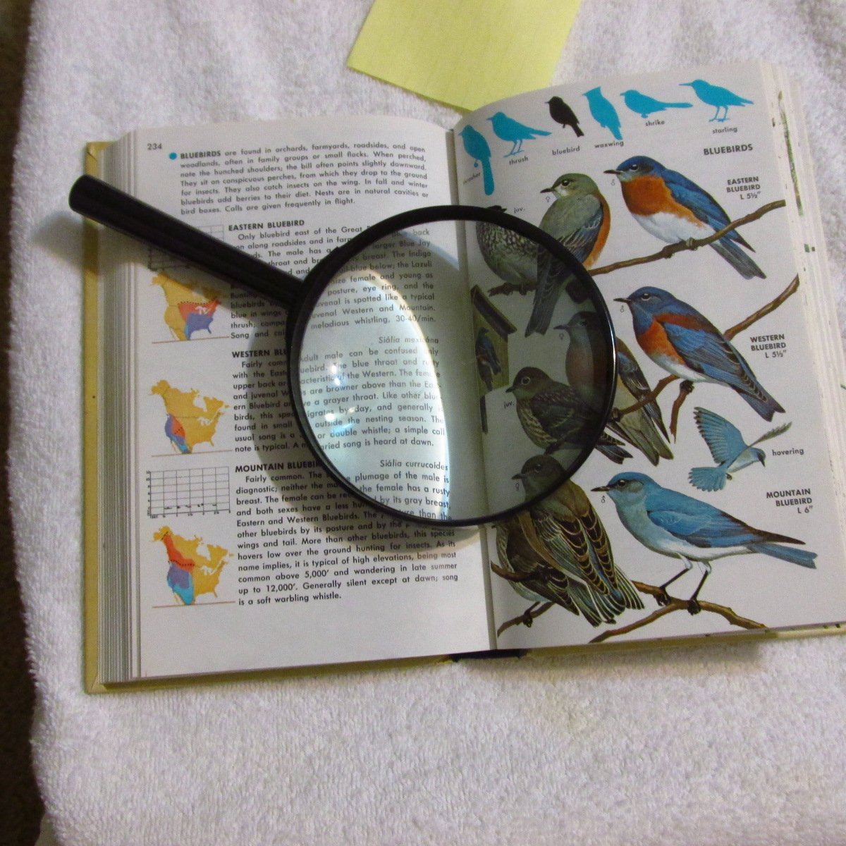 Birds of North America: A Guide to Field Identification used book depot