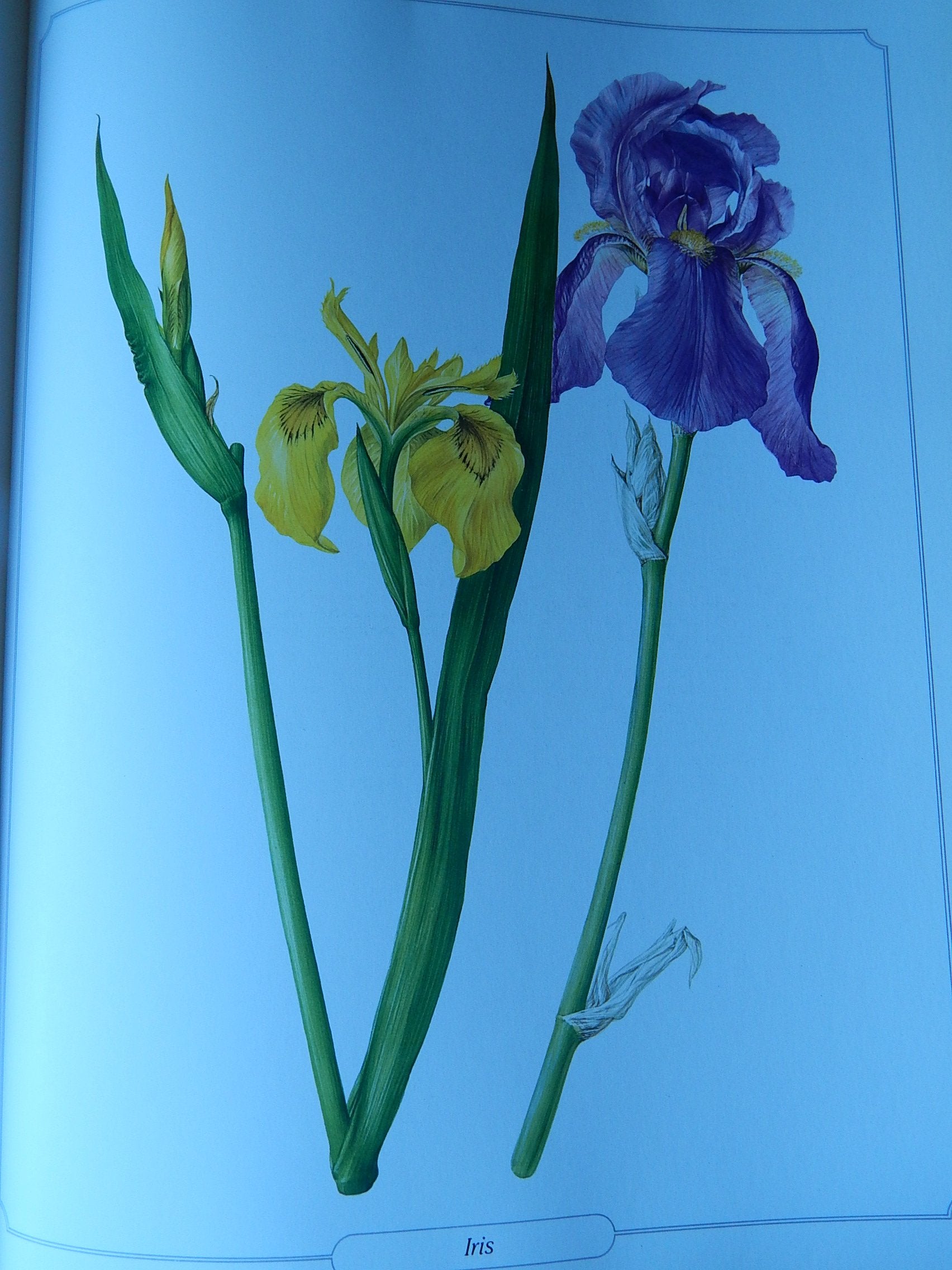 The Language of Flowers