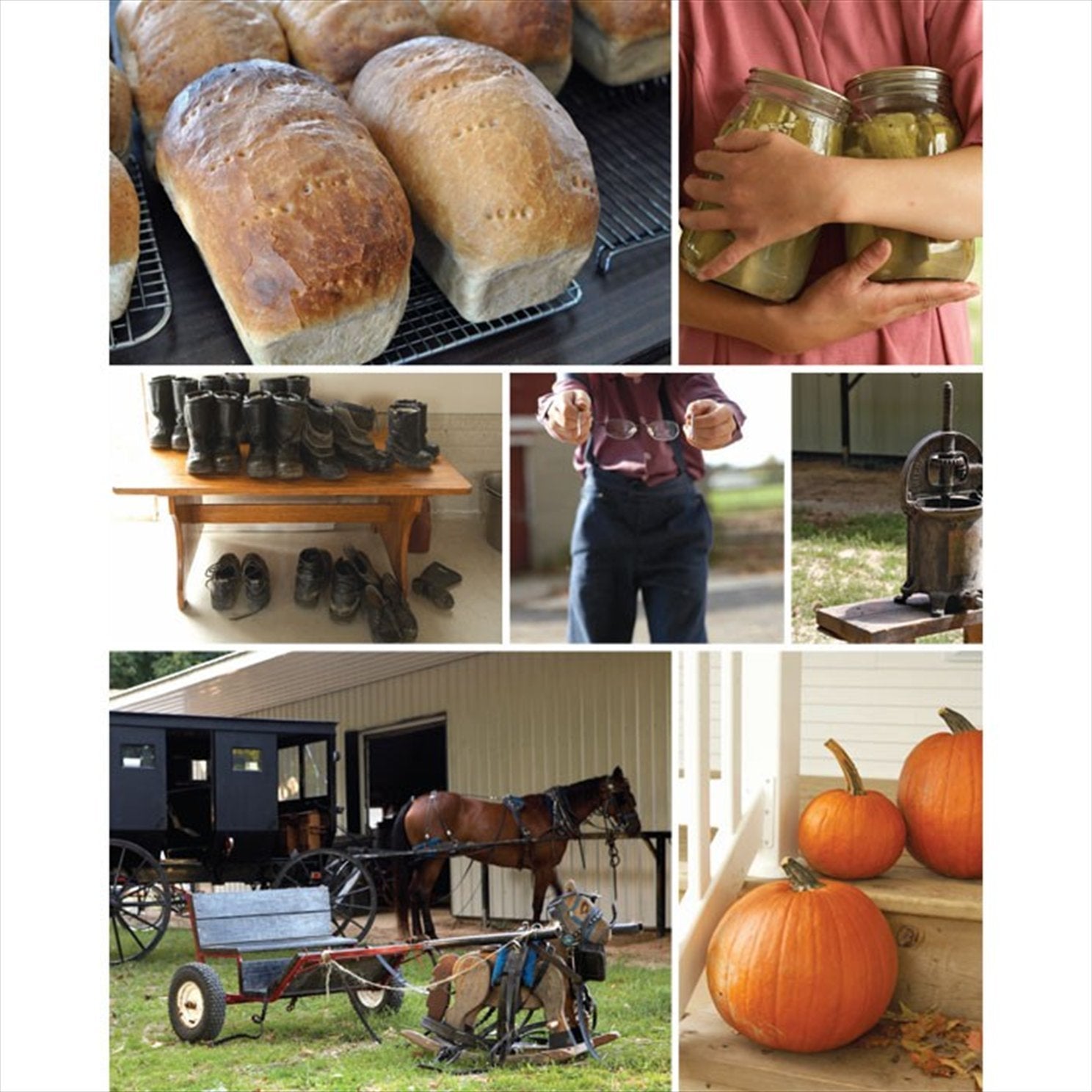 The Amish Cook's Family Favorite Recipes by Lovina Eicher (2013-01-01) used book depot