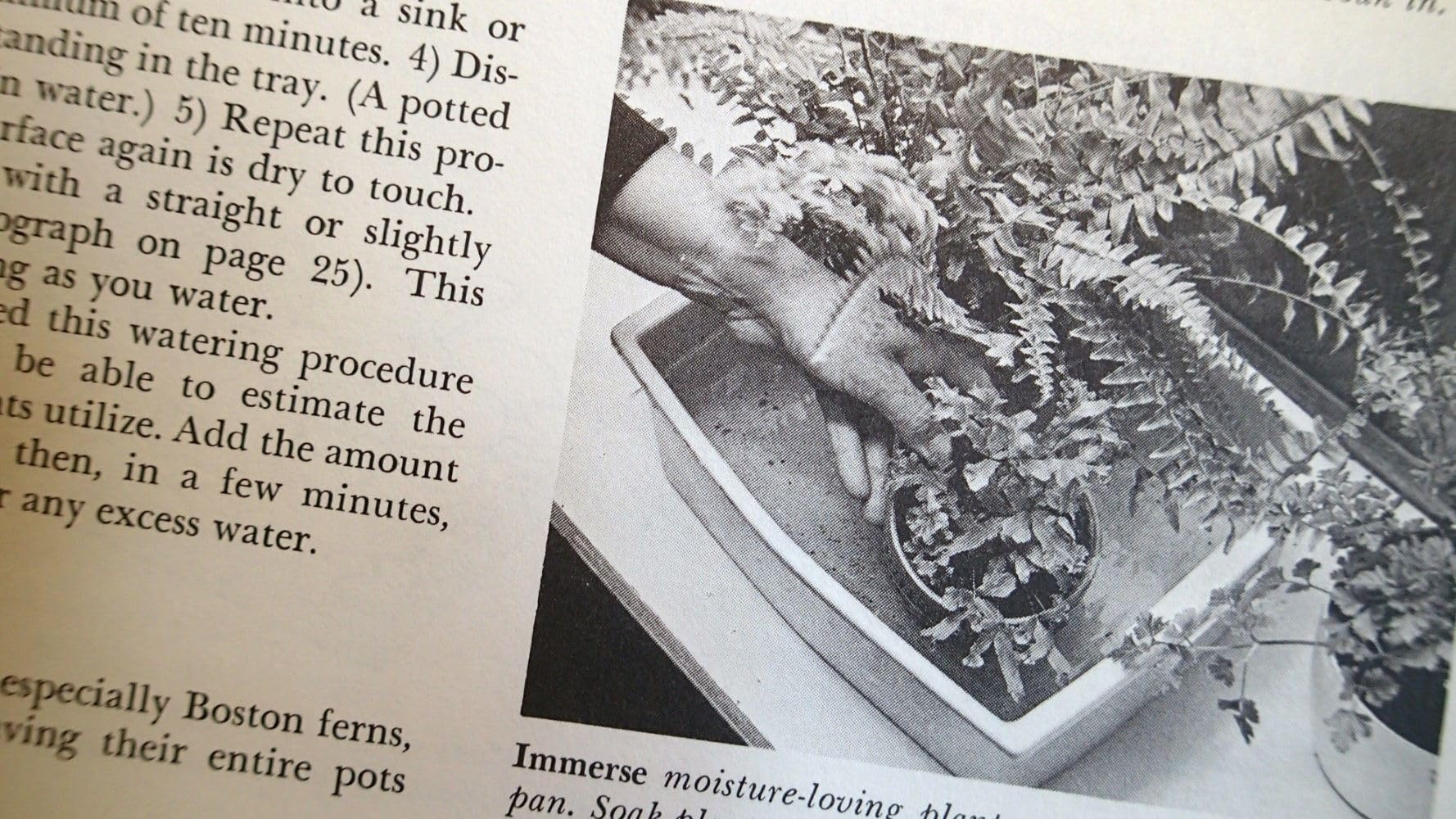 How to Grow House Plants used book depot