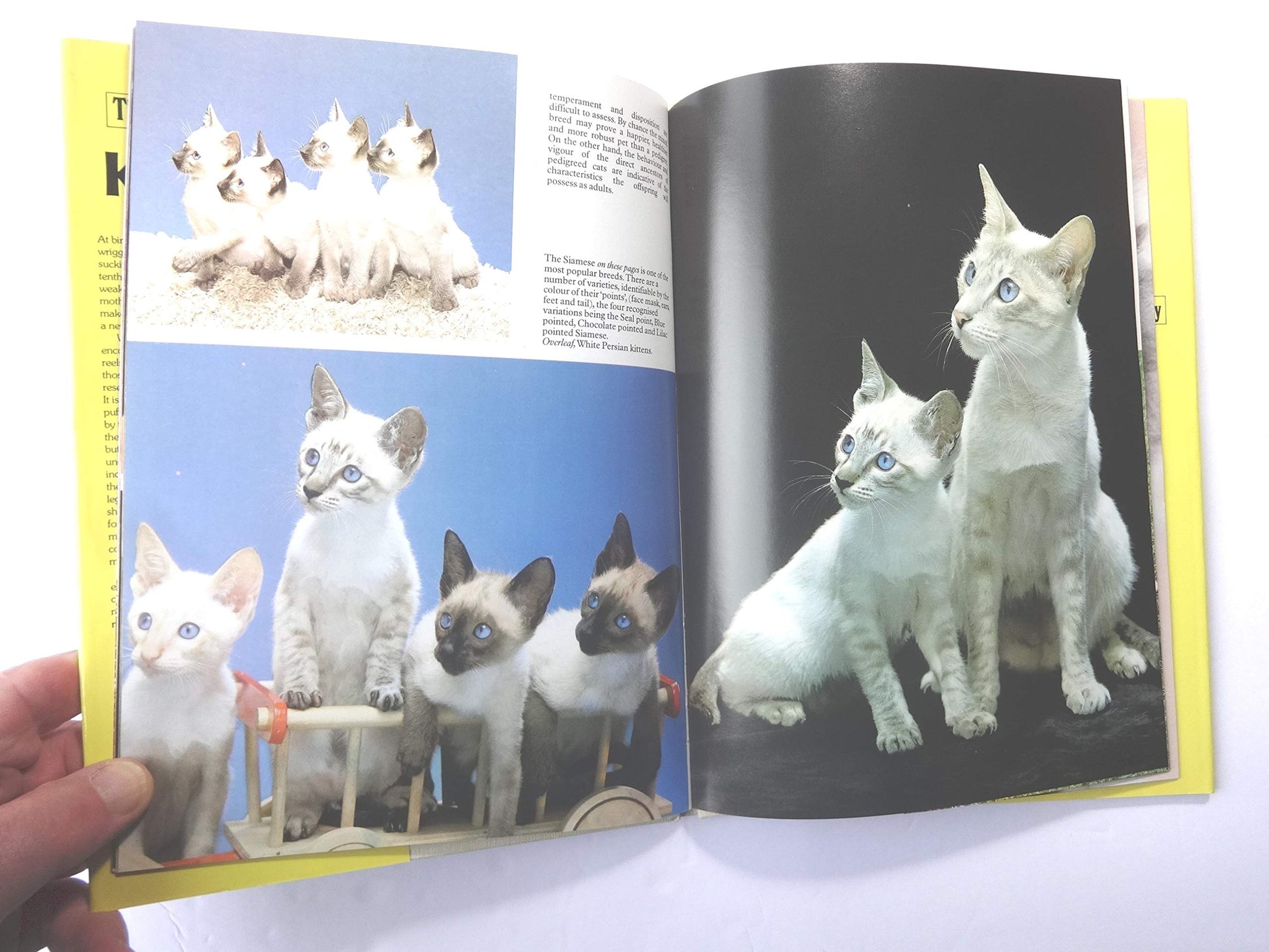 Kittens (Color Nature Library) used book depot
