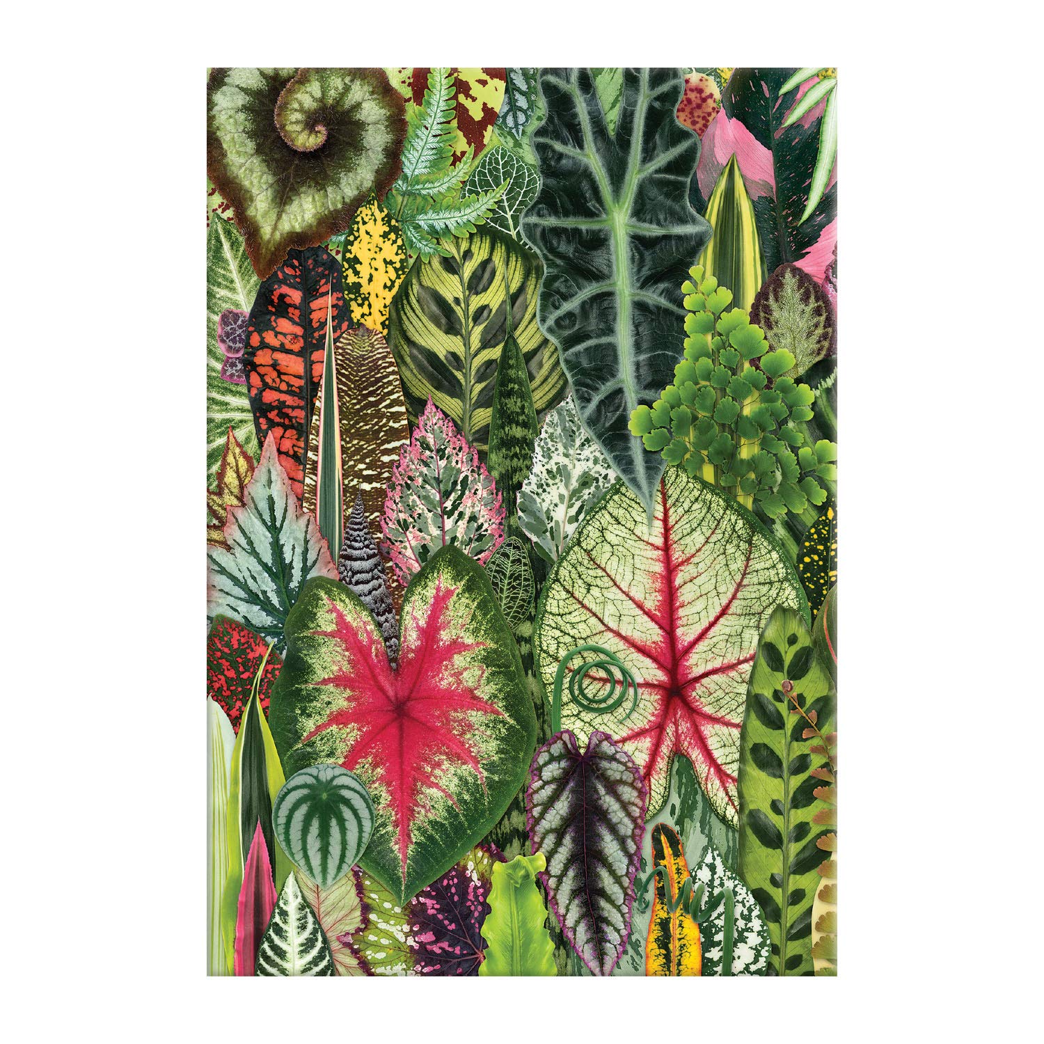 Houseplant Jungle A5 Journal used book depot