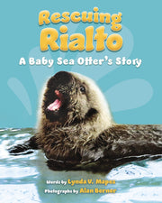 Rescuing Rialto: A Baby Sea Otter's Story used book depot