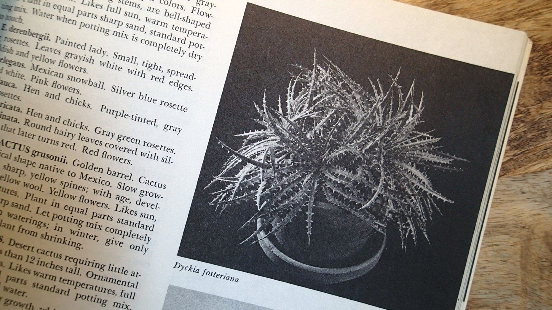 How to Grow House Plants used book depot