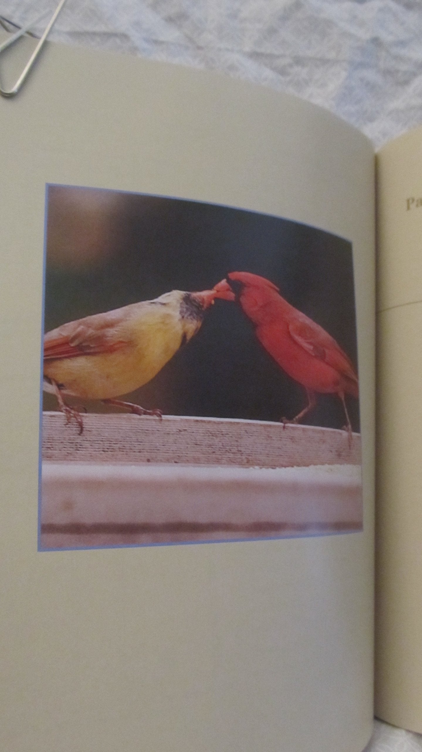 Stokes Backyard Bird Book: The Complete Guide to Attracting, Identifying, and Understanding the Birds in Your Backyard used book depot