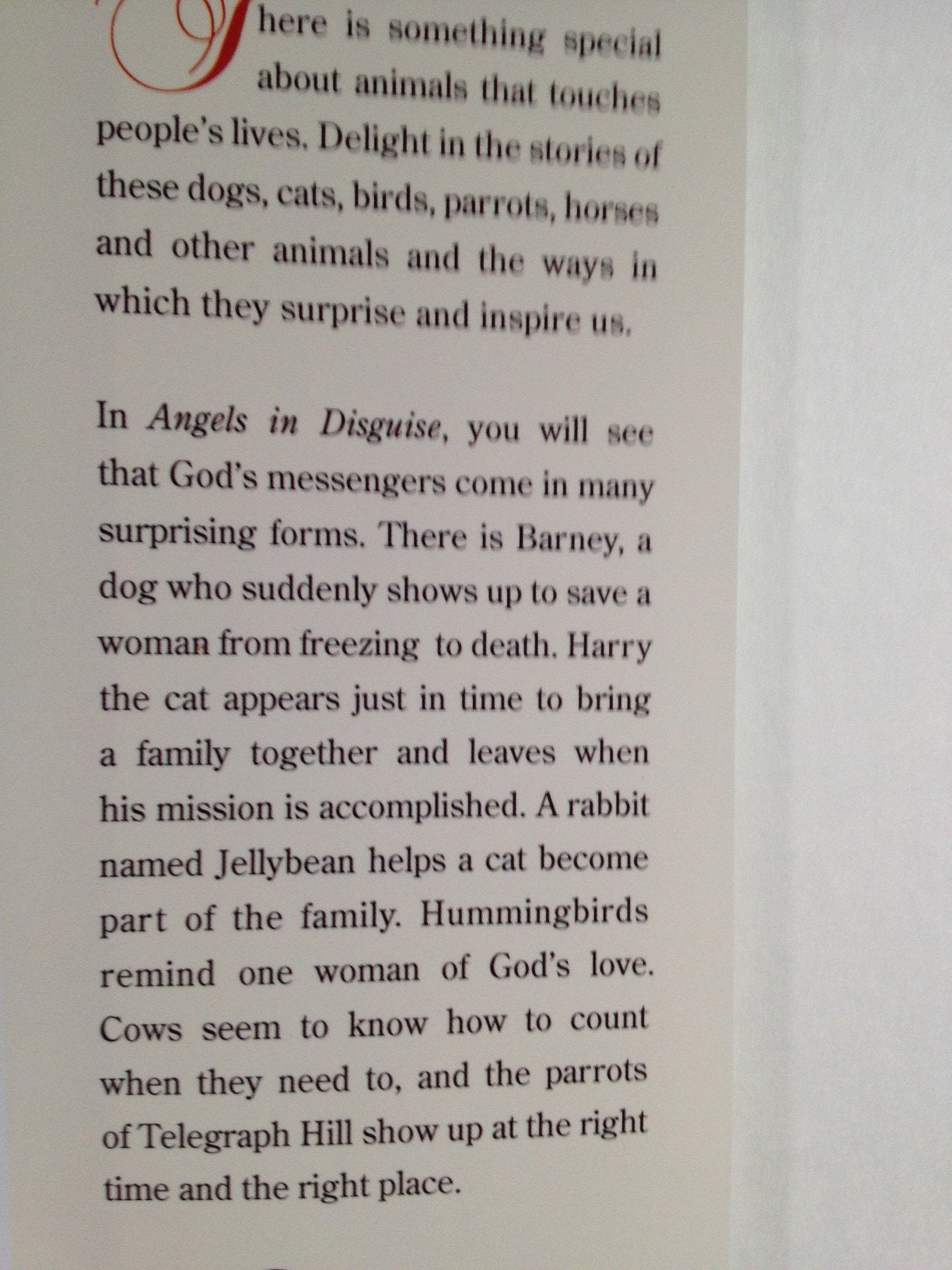 Angels in Disguise: When God Sends Animals to Comfort Us used book depot