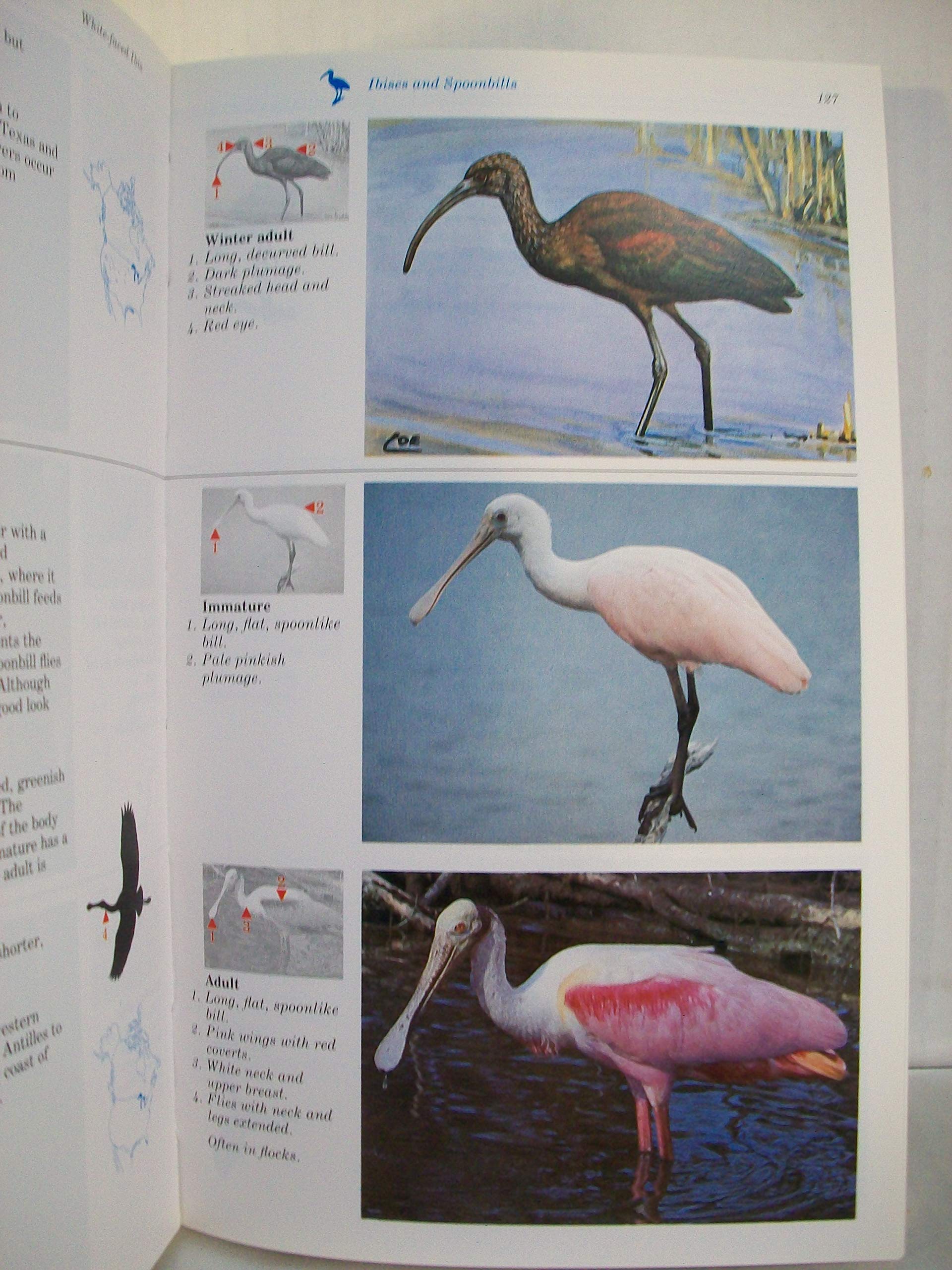 The Audubon Society Master Guide to Birding, Vol. 1: Loons to Sandpipers used book depot