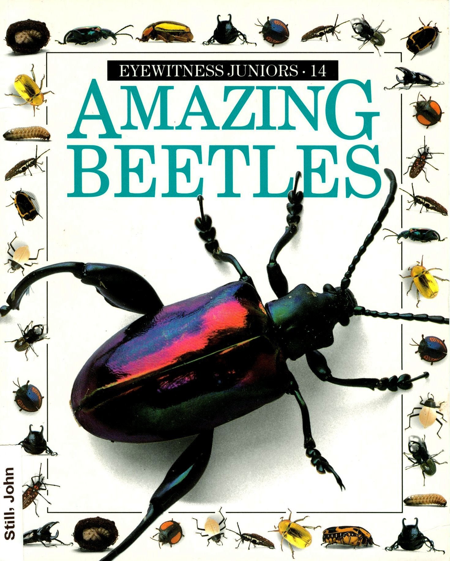 AMAZING BEETLES #14 (Eyewitness Juniors) used book depot